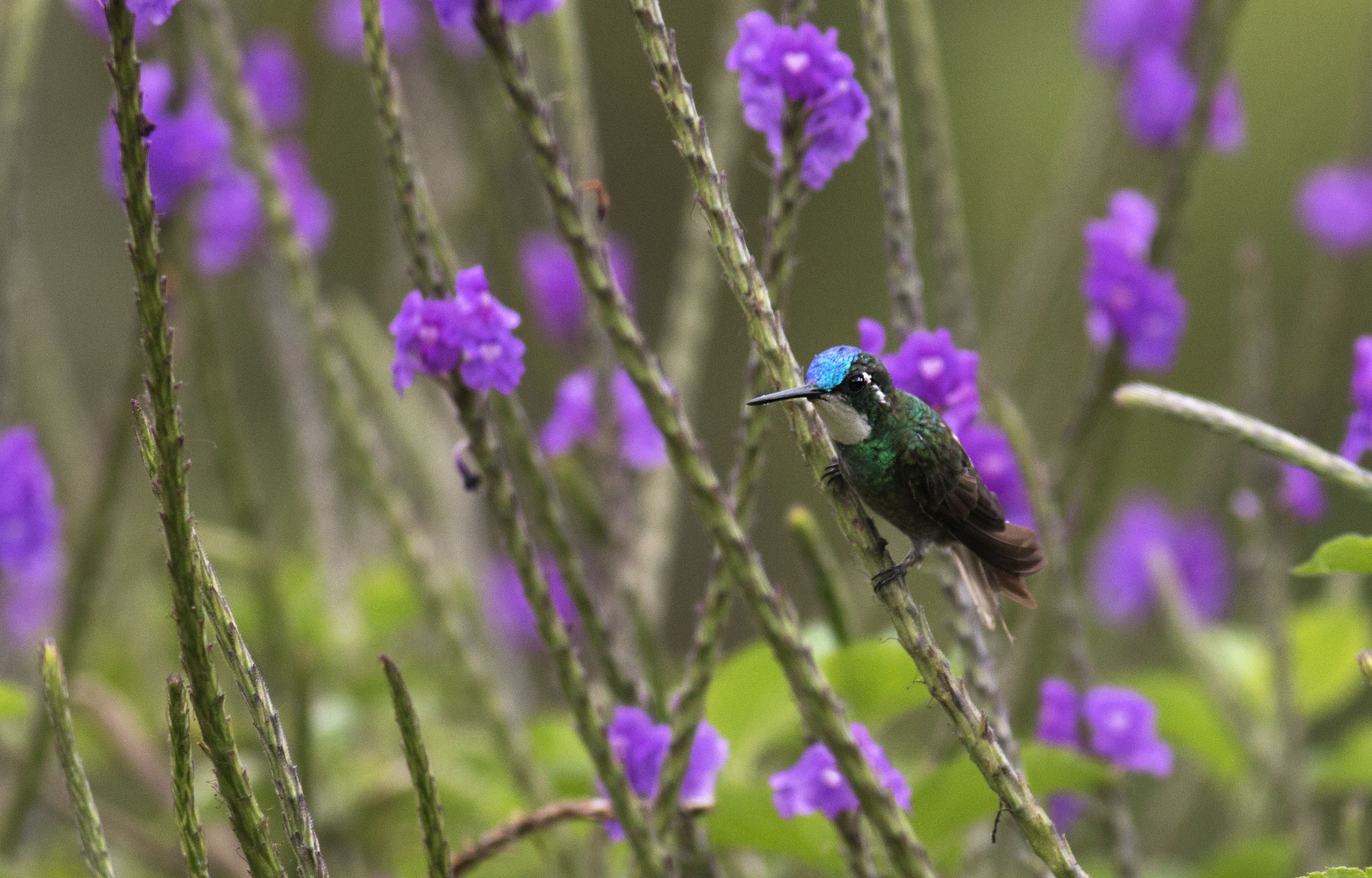 White-throated Mountain-gem