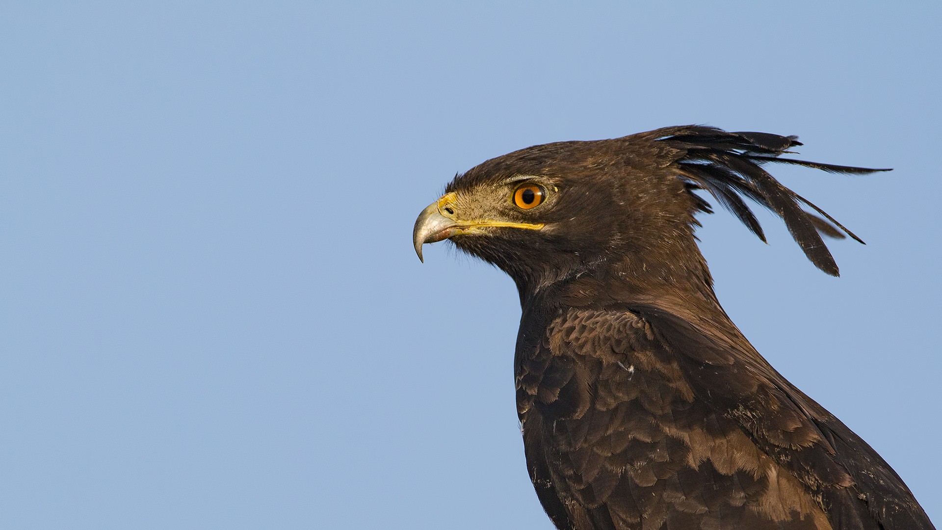 Long-crested Eagle