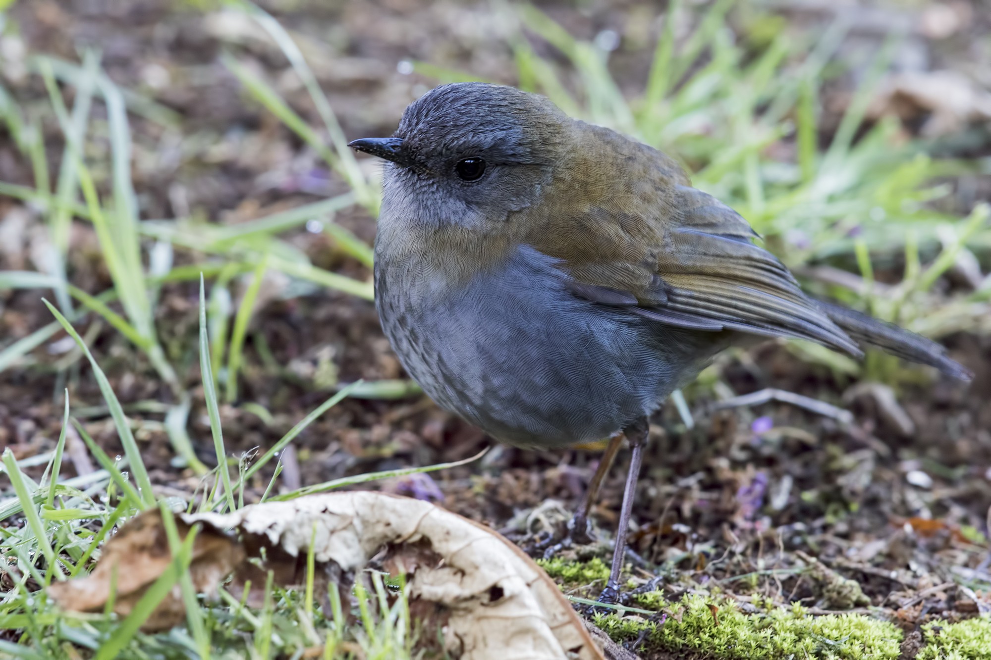 Black-billed Nightingale-thrush