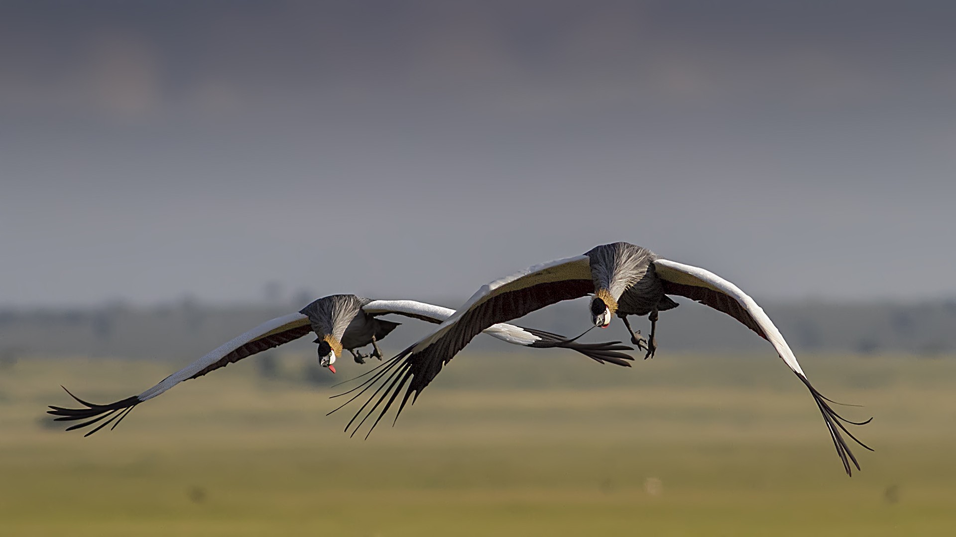 Grey Crowned-crane
