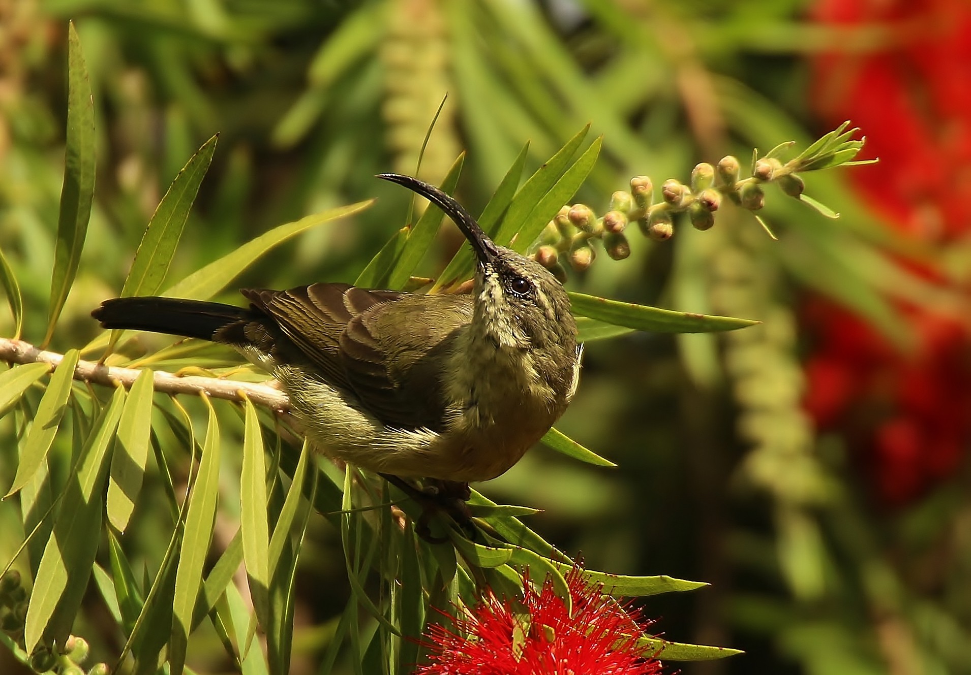 Tacazze Sunbird