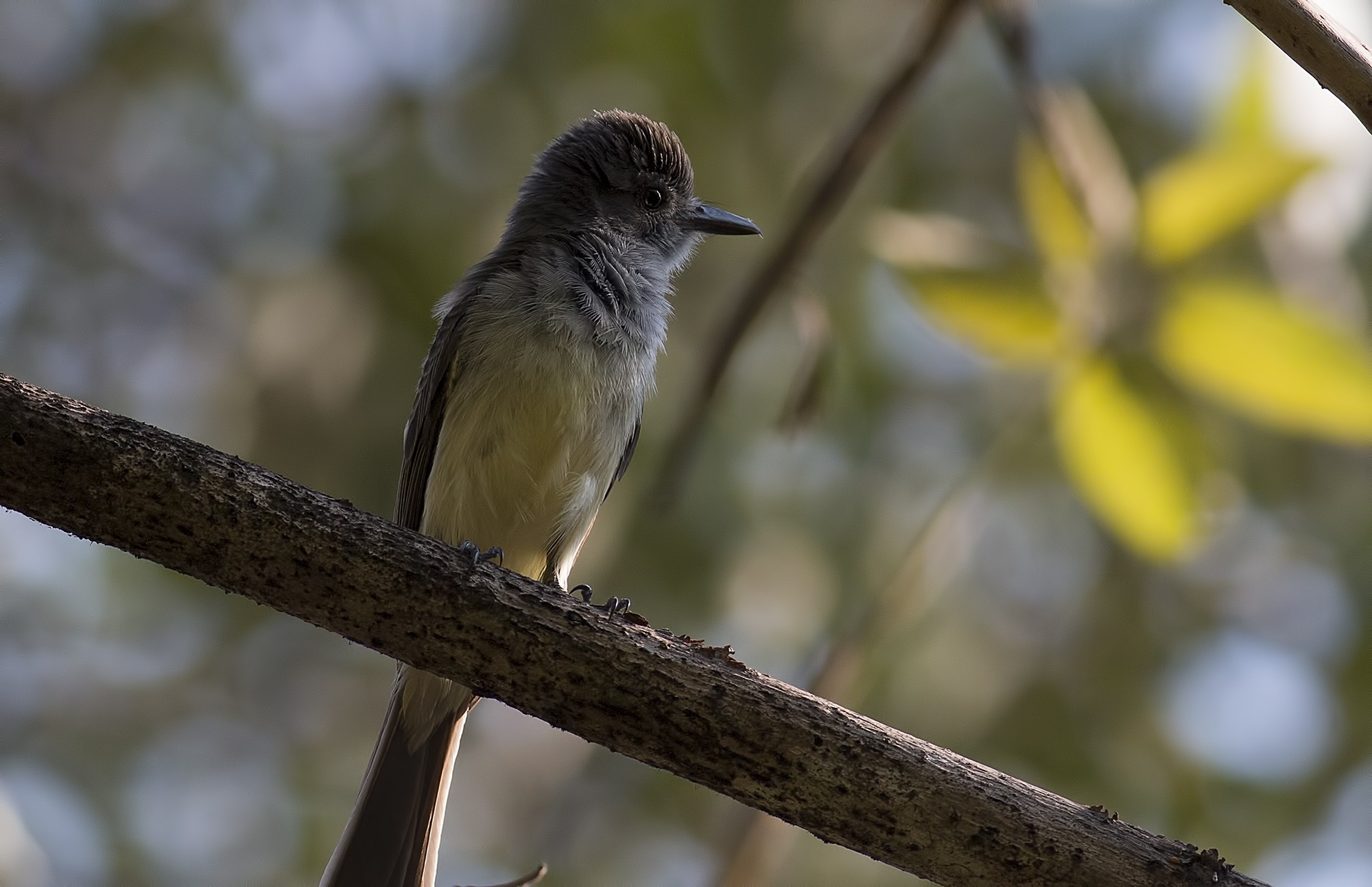 Panama Flycatcher