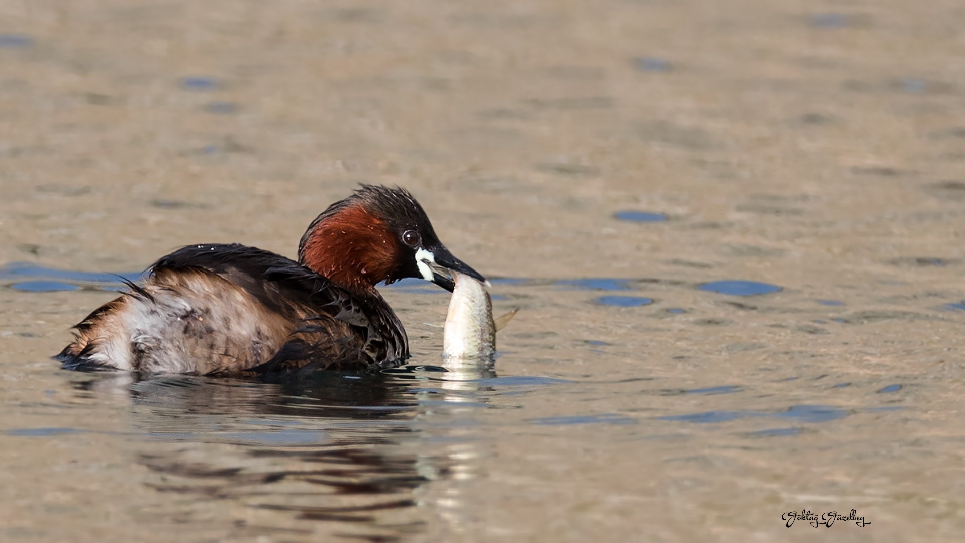 Küçük Batağan