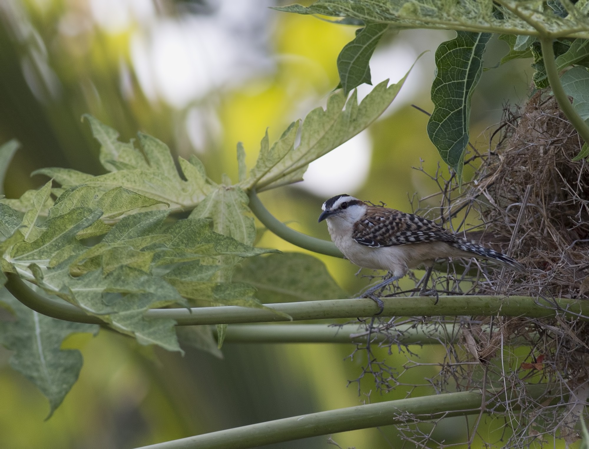 Rufous-naped Wren