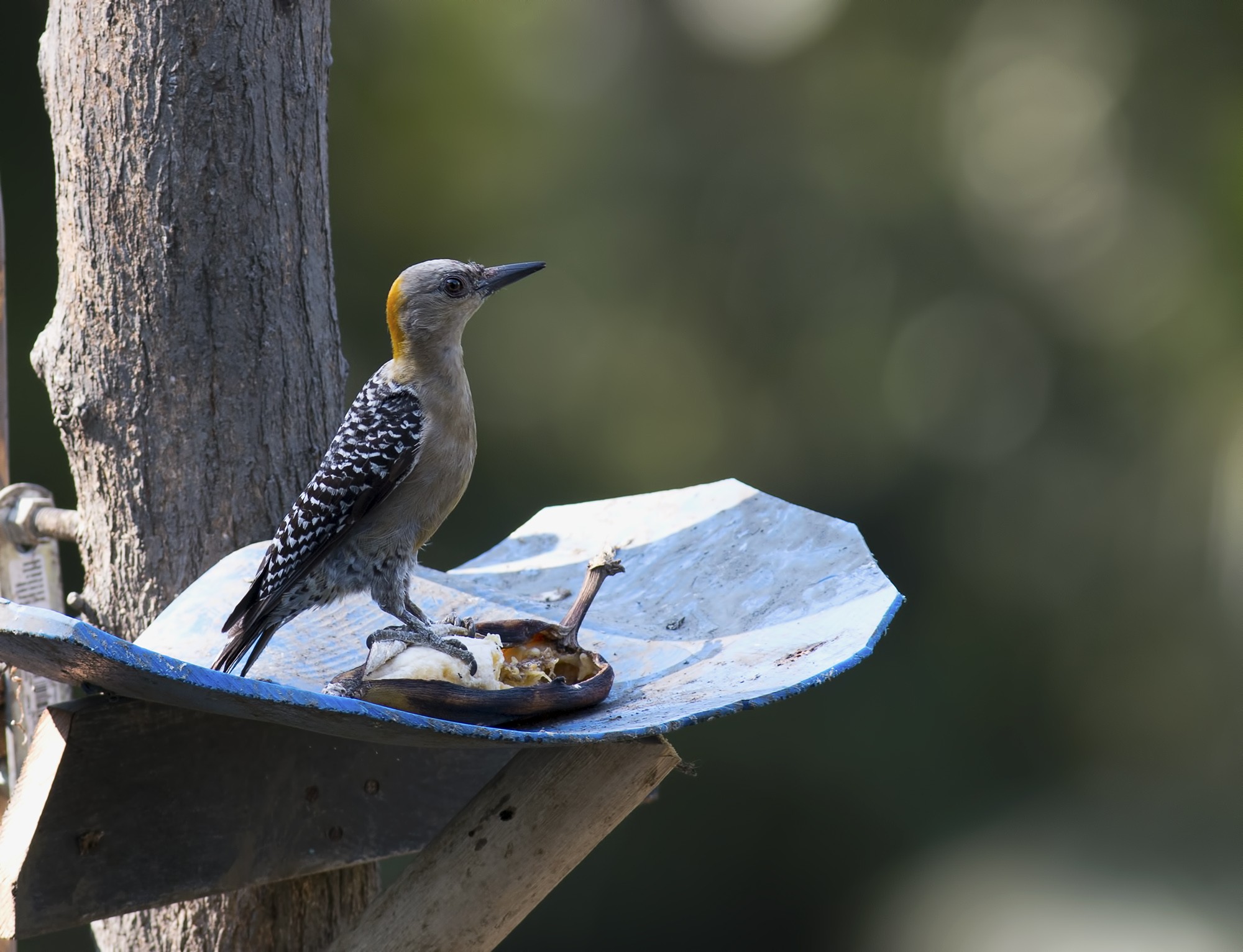 Hoffmann's Woodpecker
