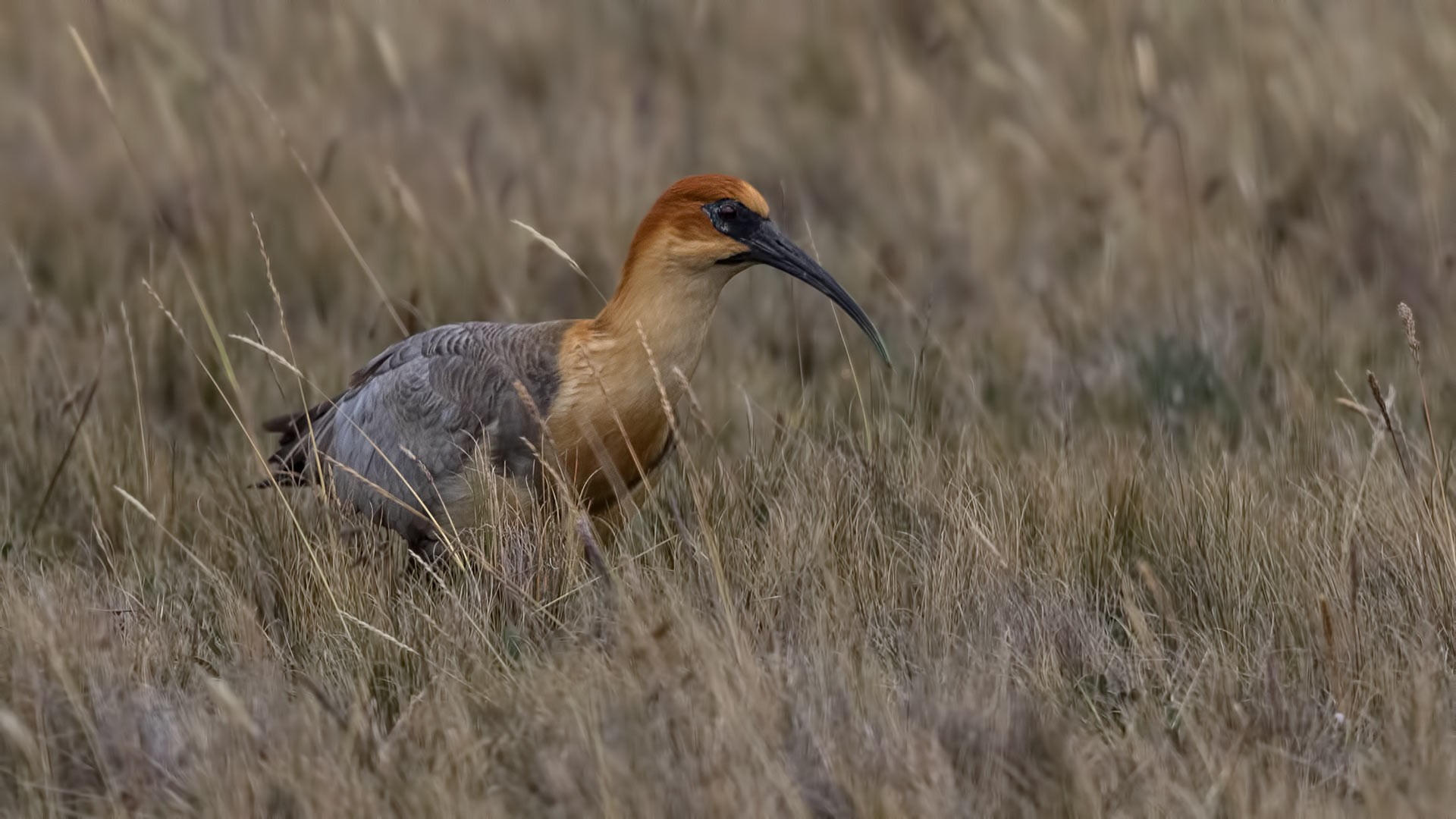 Andean Ibis