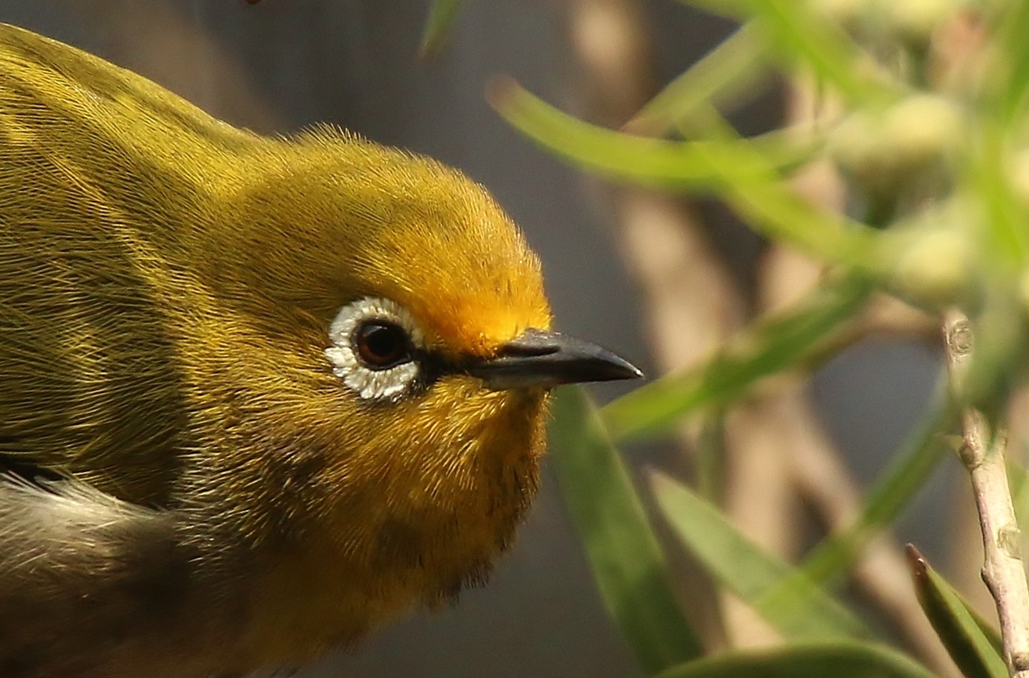 Abyssinian White-eye