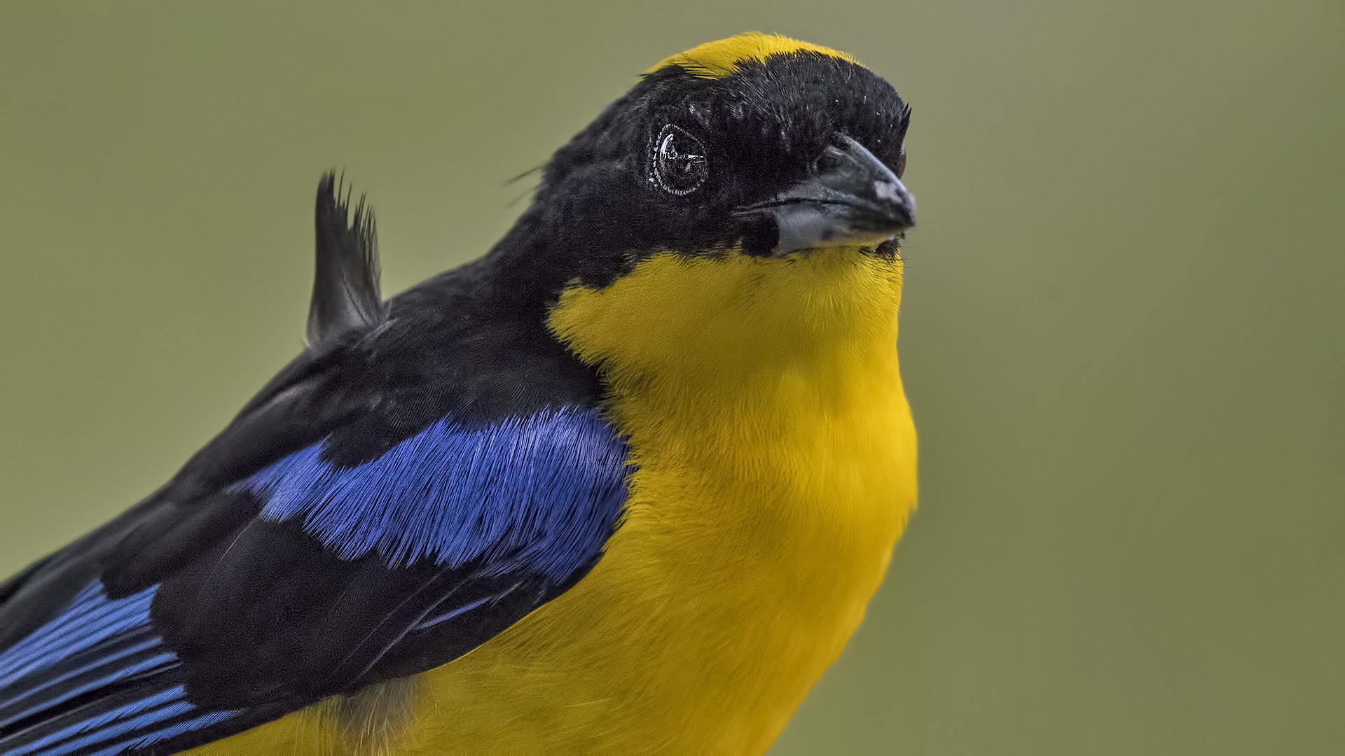 Blue-winged Mountain-tanager