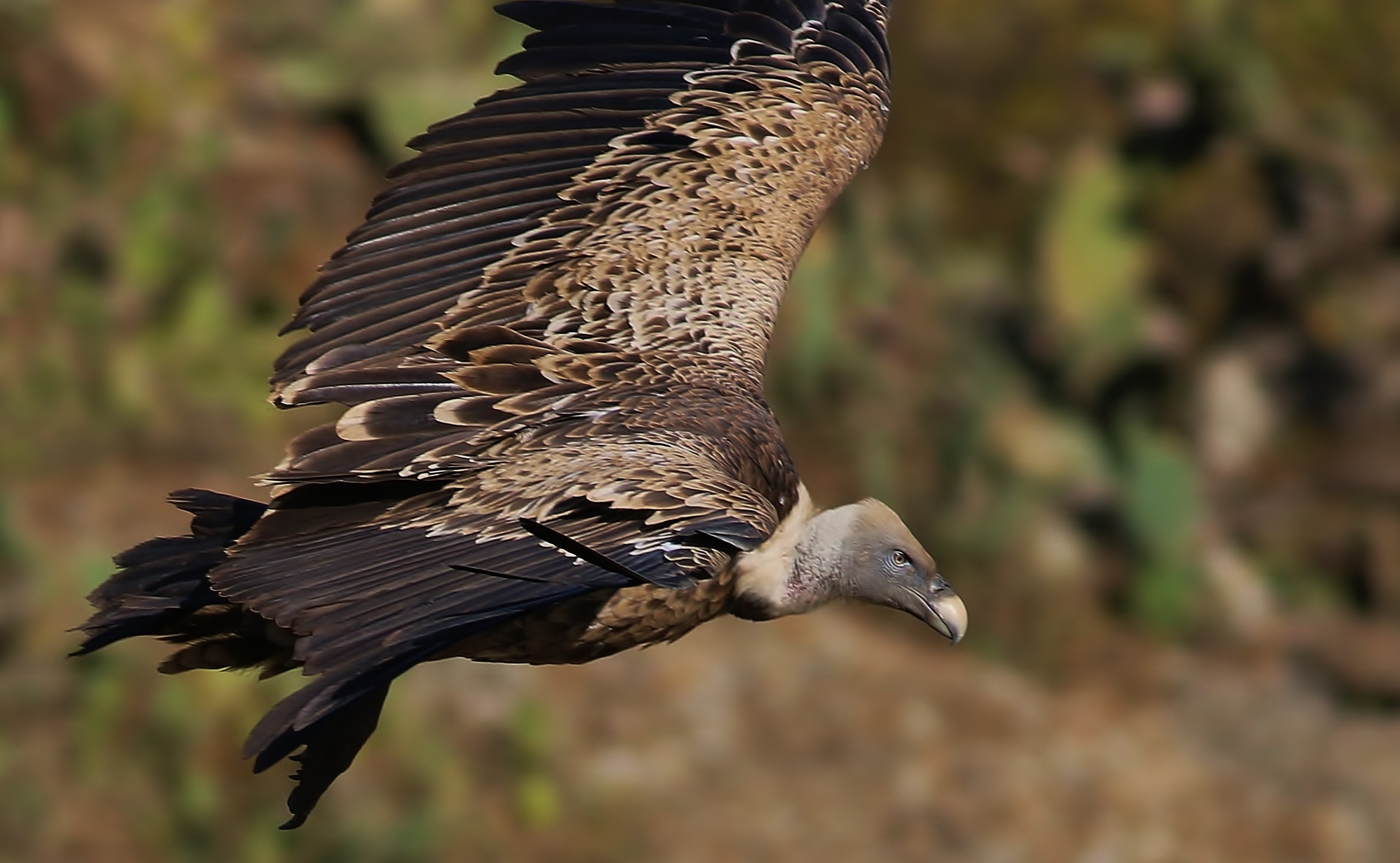 Rüppell's Vulture