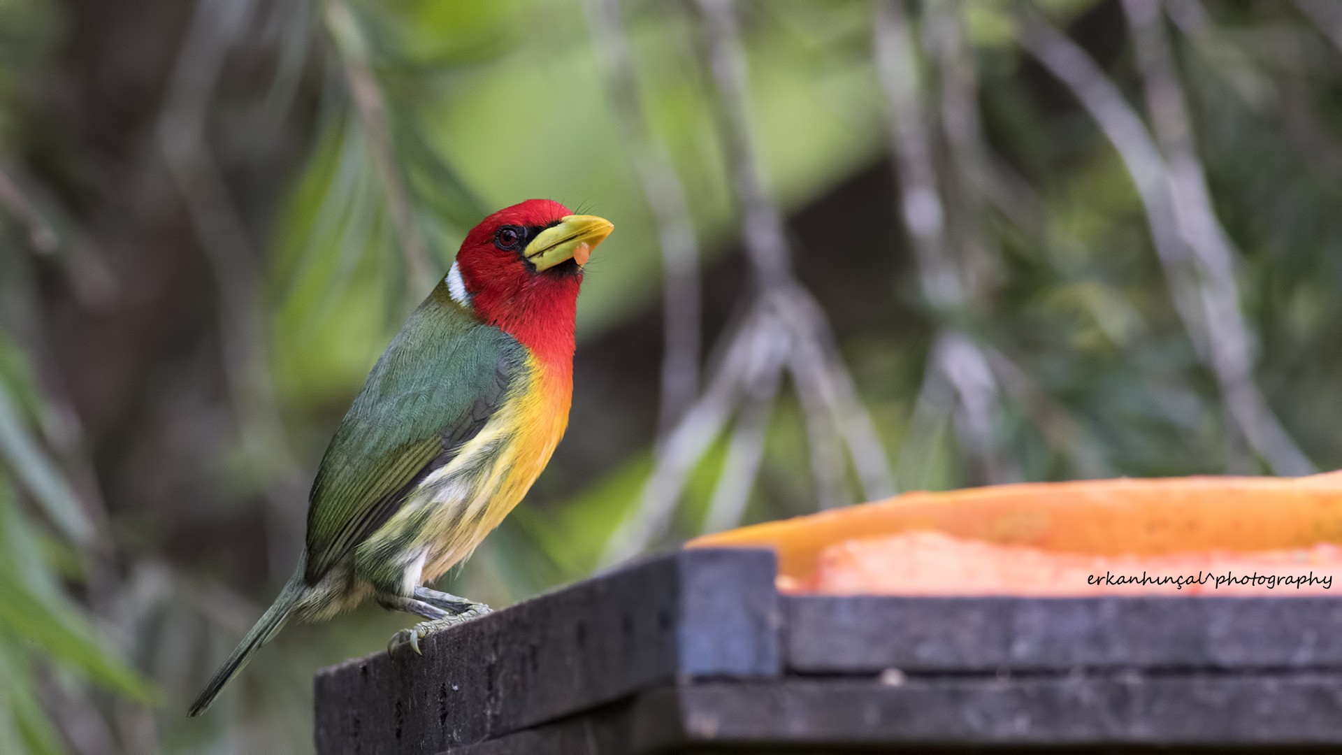 Red-headed Barbet
