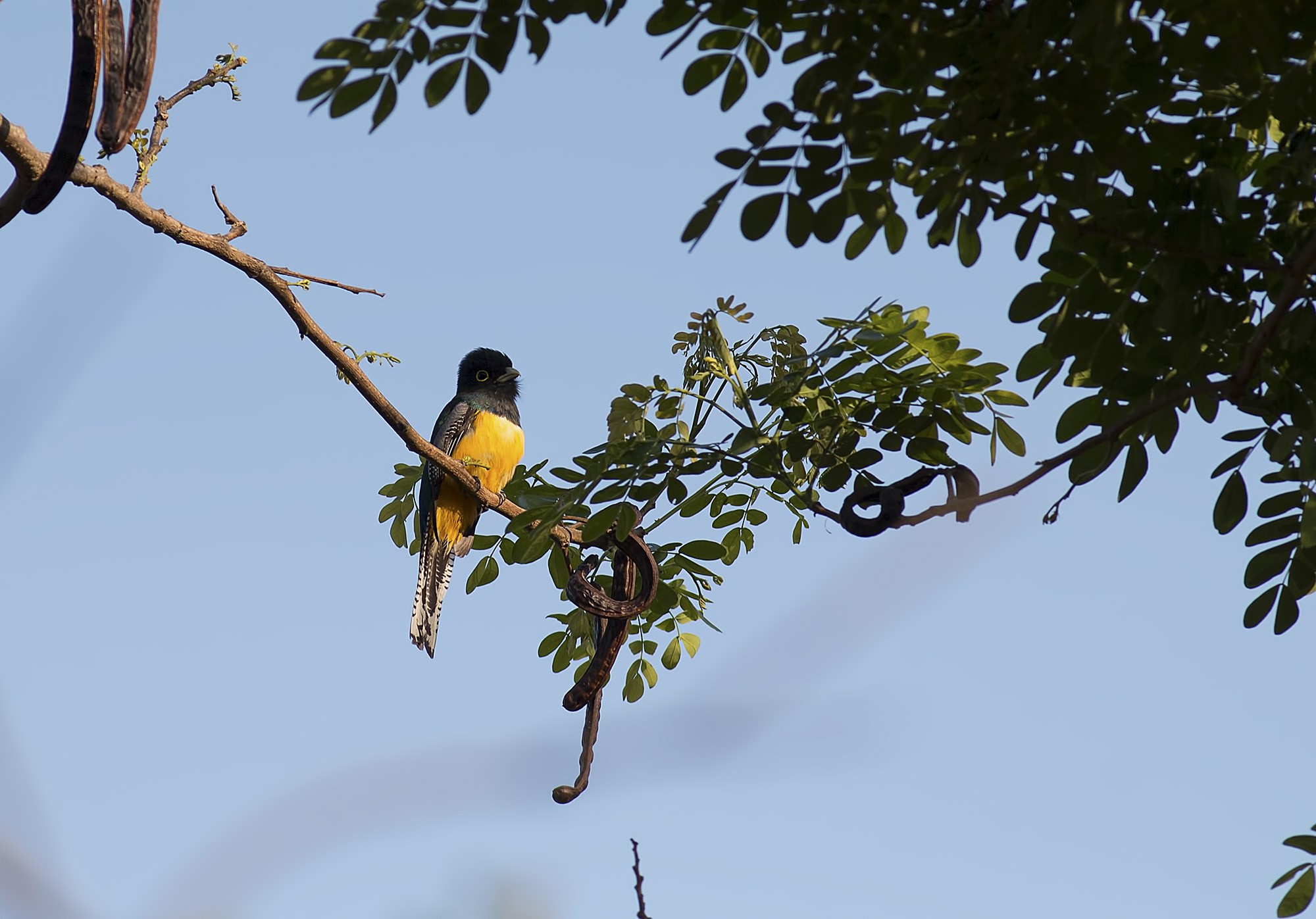 Violaceous Trogon