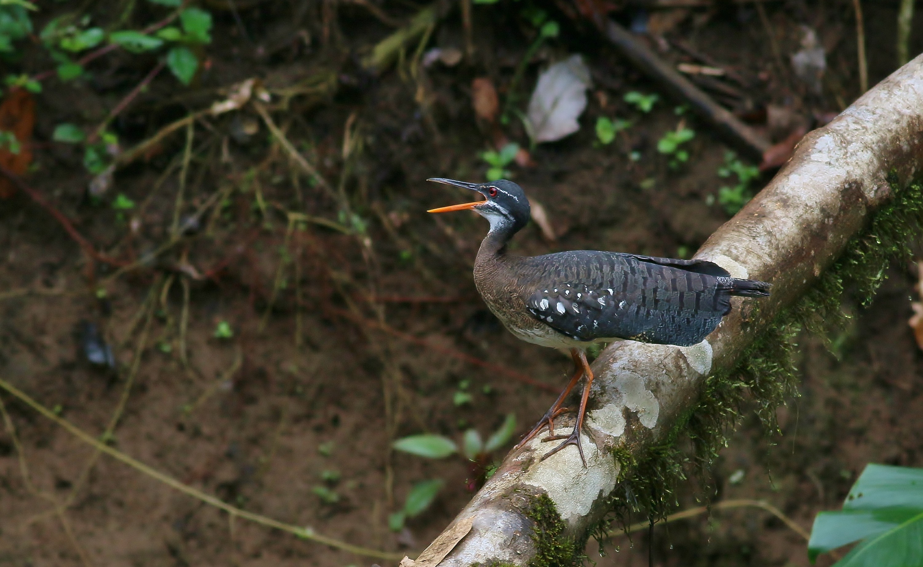 Sunbittern