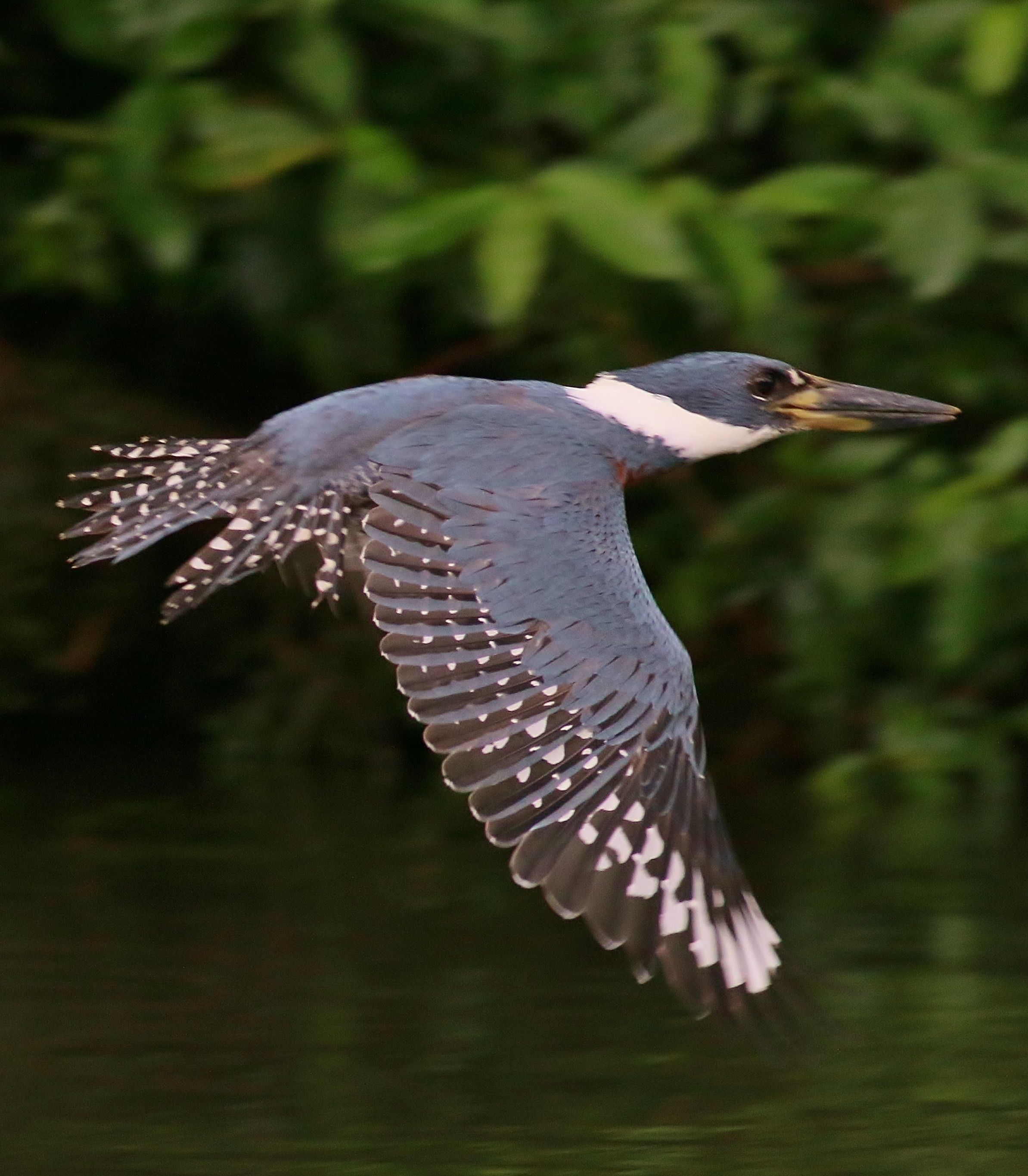 Ringed Kingfisher