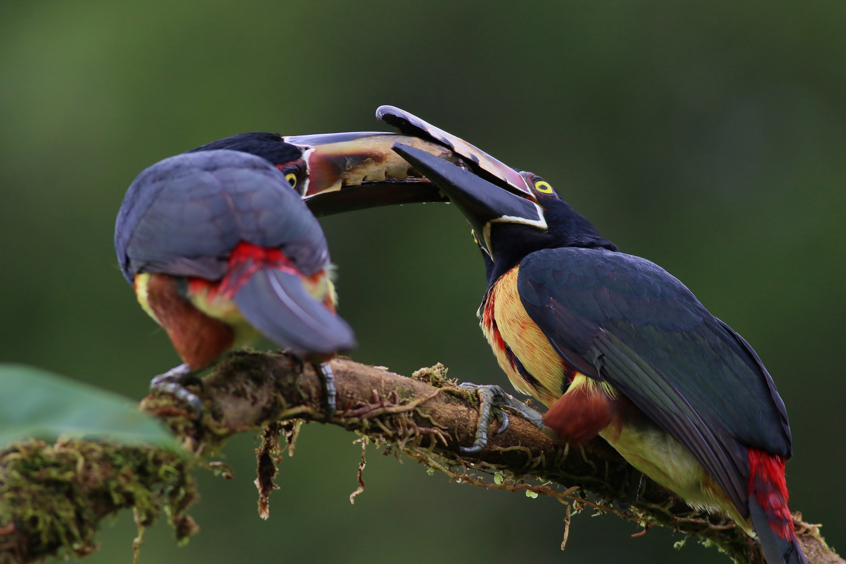 Collared AraÃ§ari