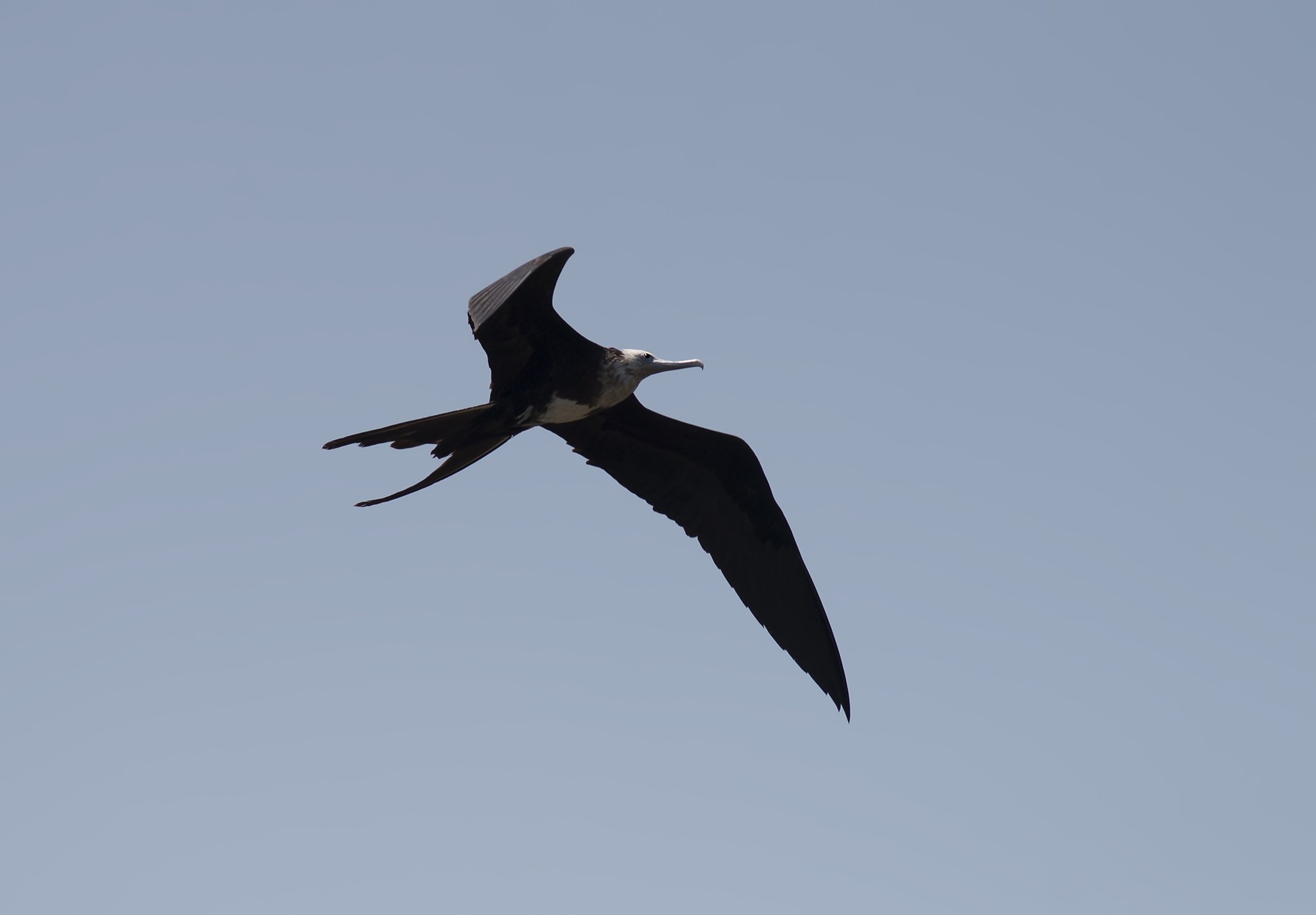 Magnificent Frigatebird