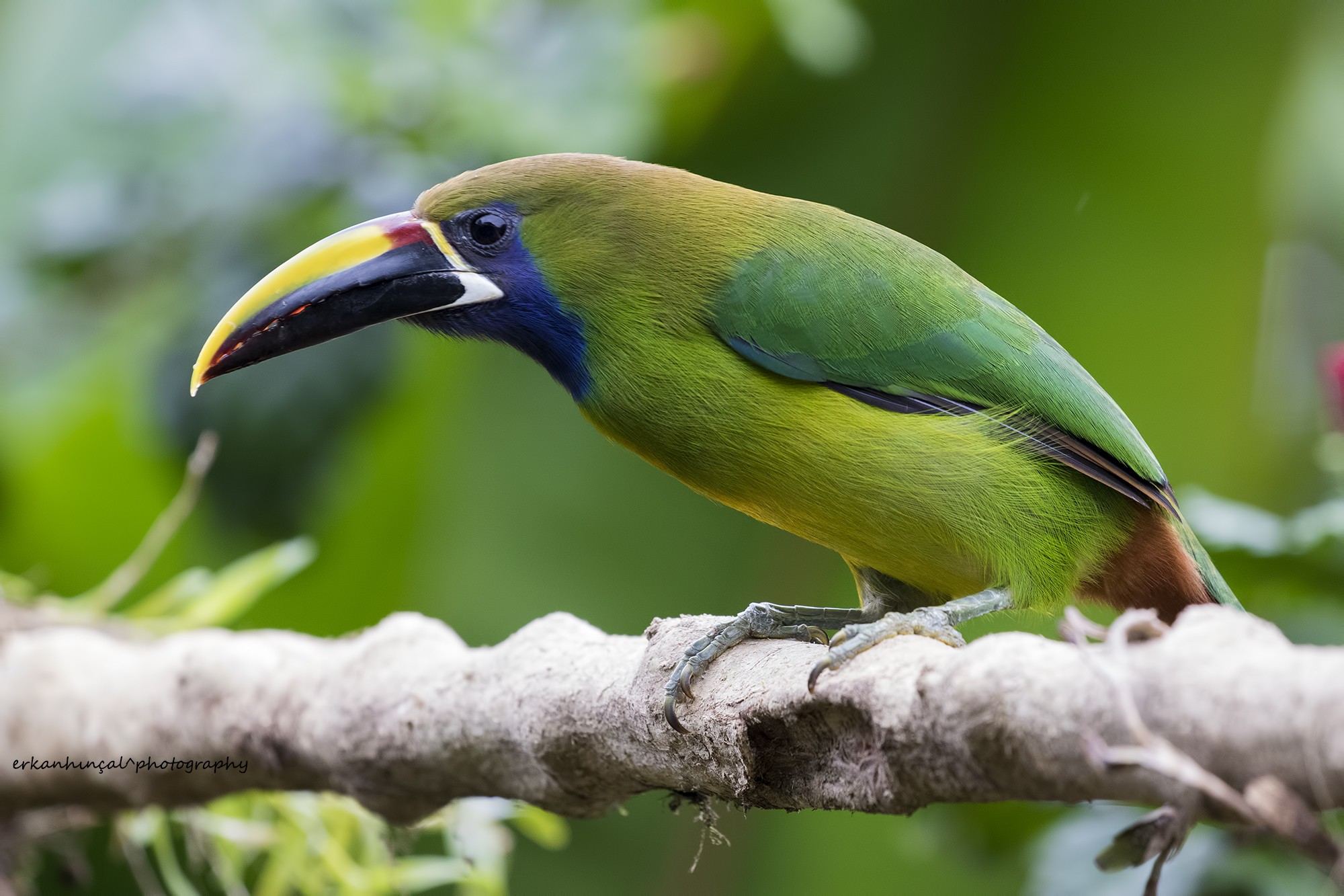 Emerald Toucanet