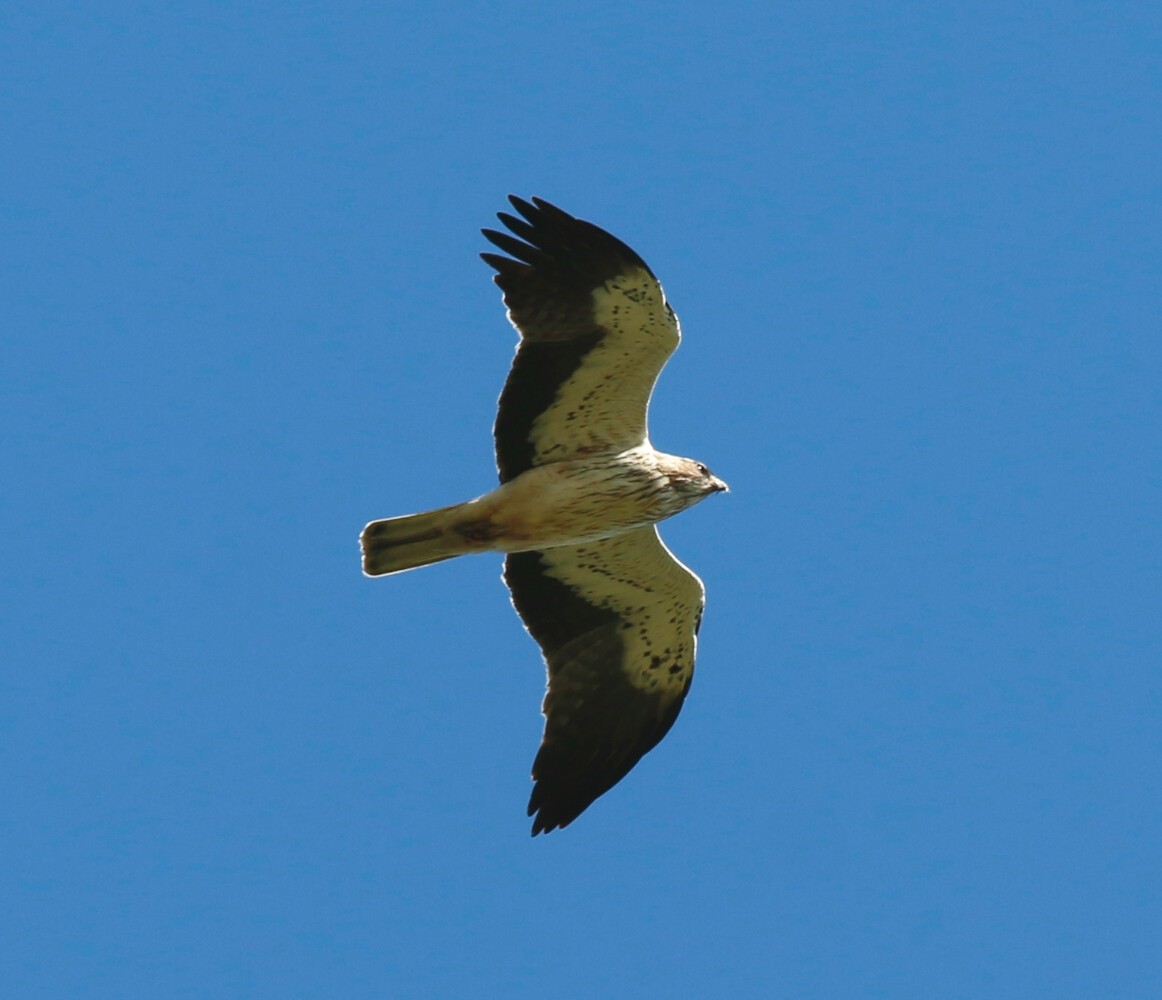 Küçük kartal