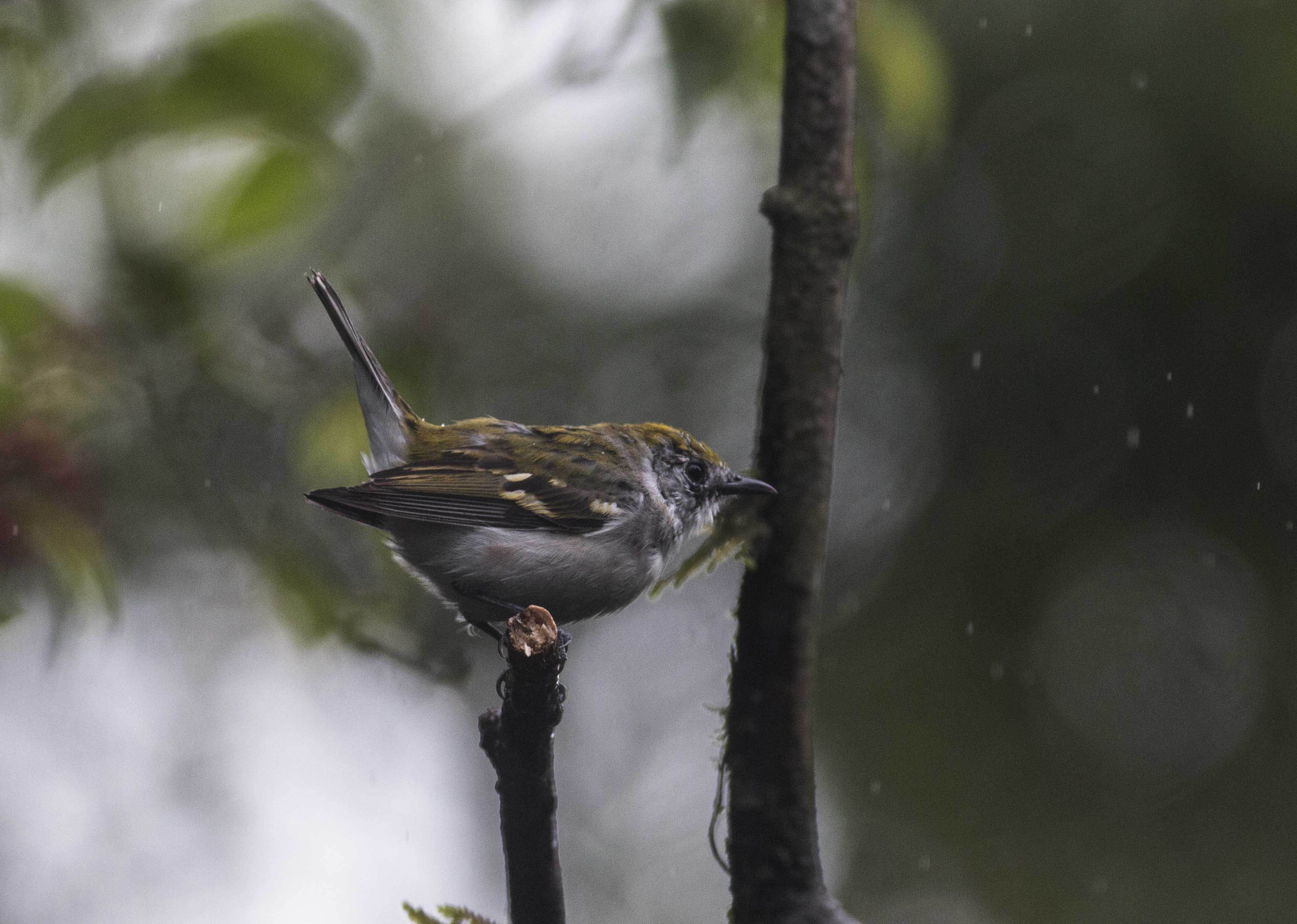 Chestnut-sided Warbler