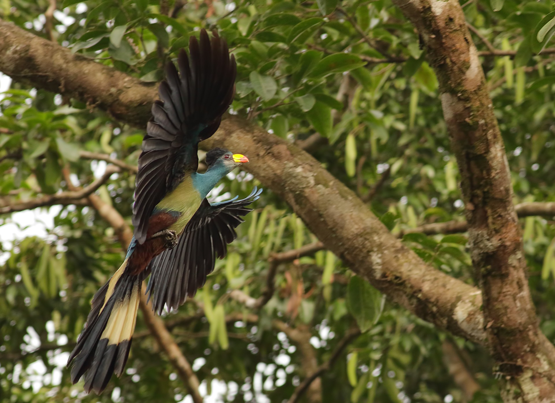 Great Blue Turaco