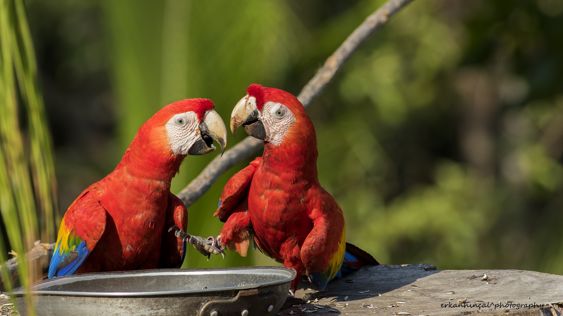 Scarlet Macaw