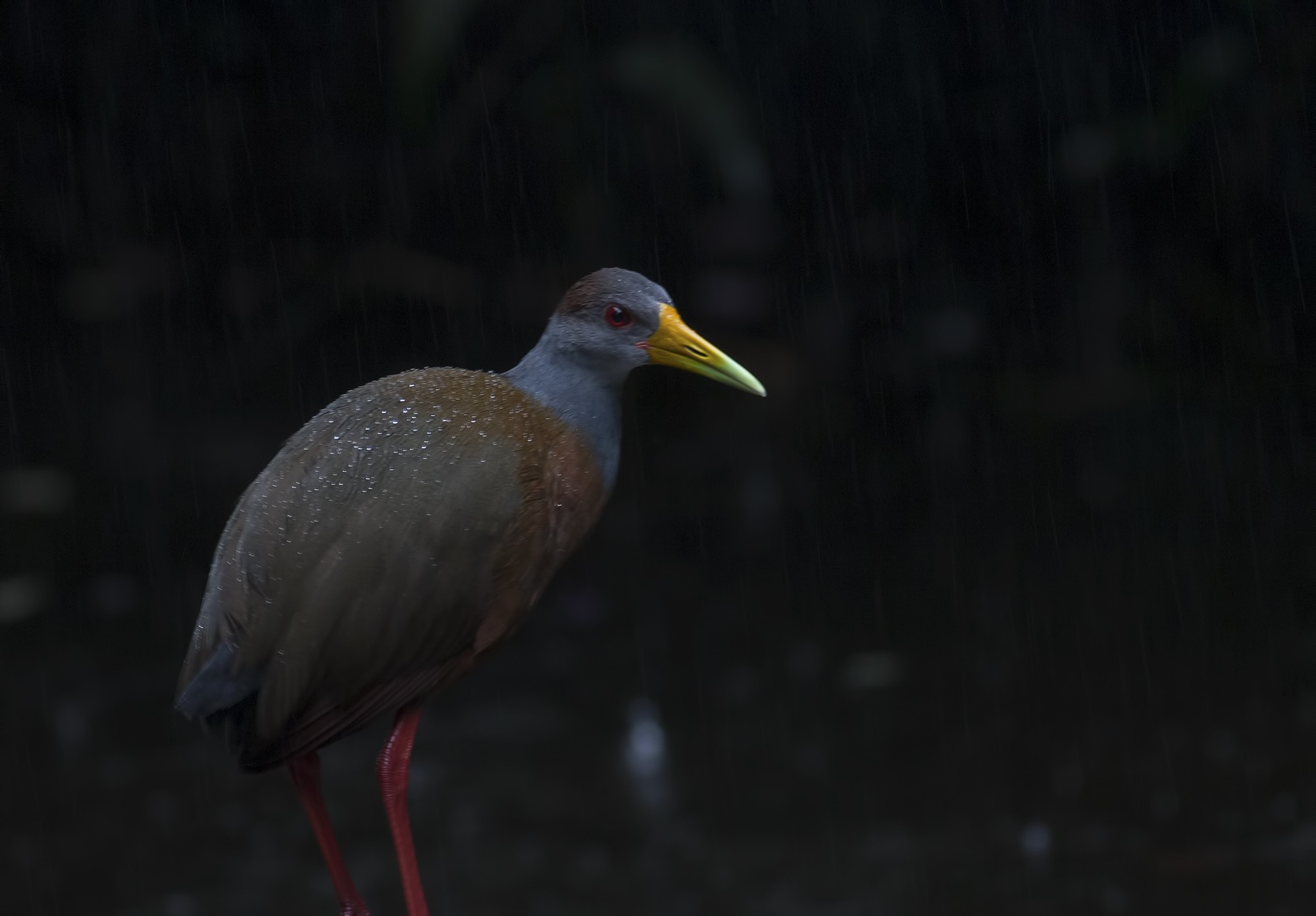 Rufous-necked Wood-rail