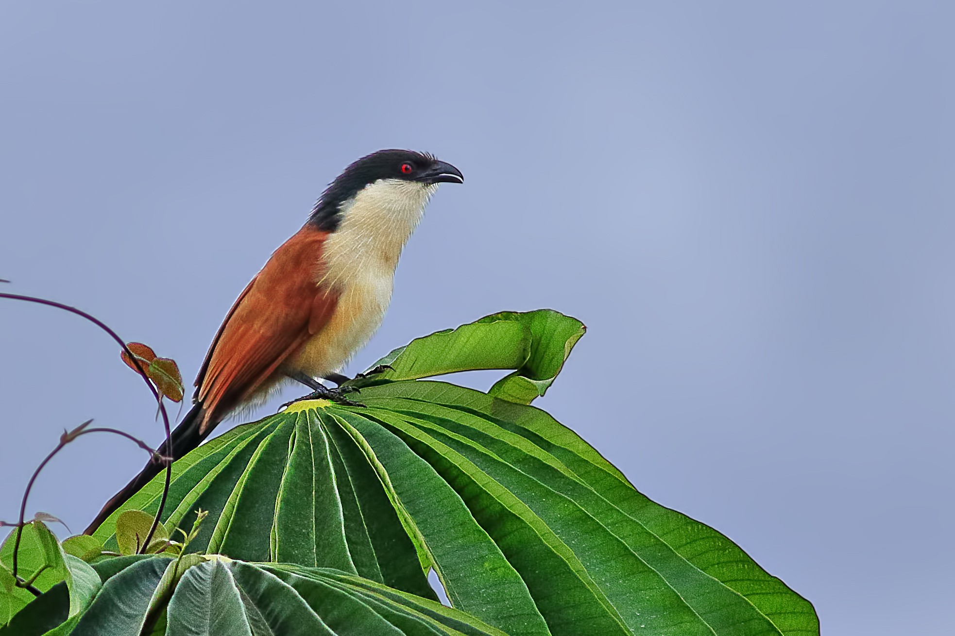Blue-headed Coucal