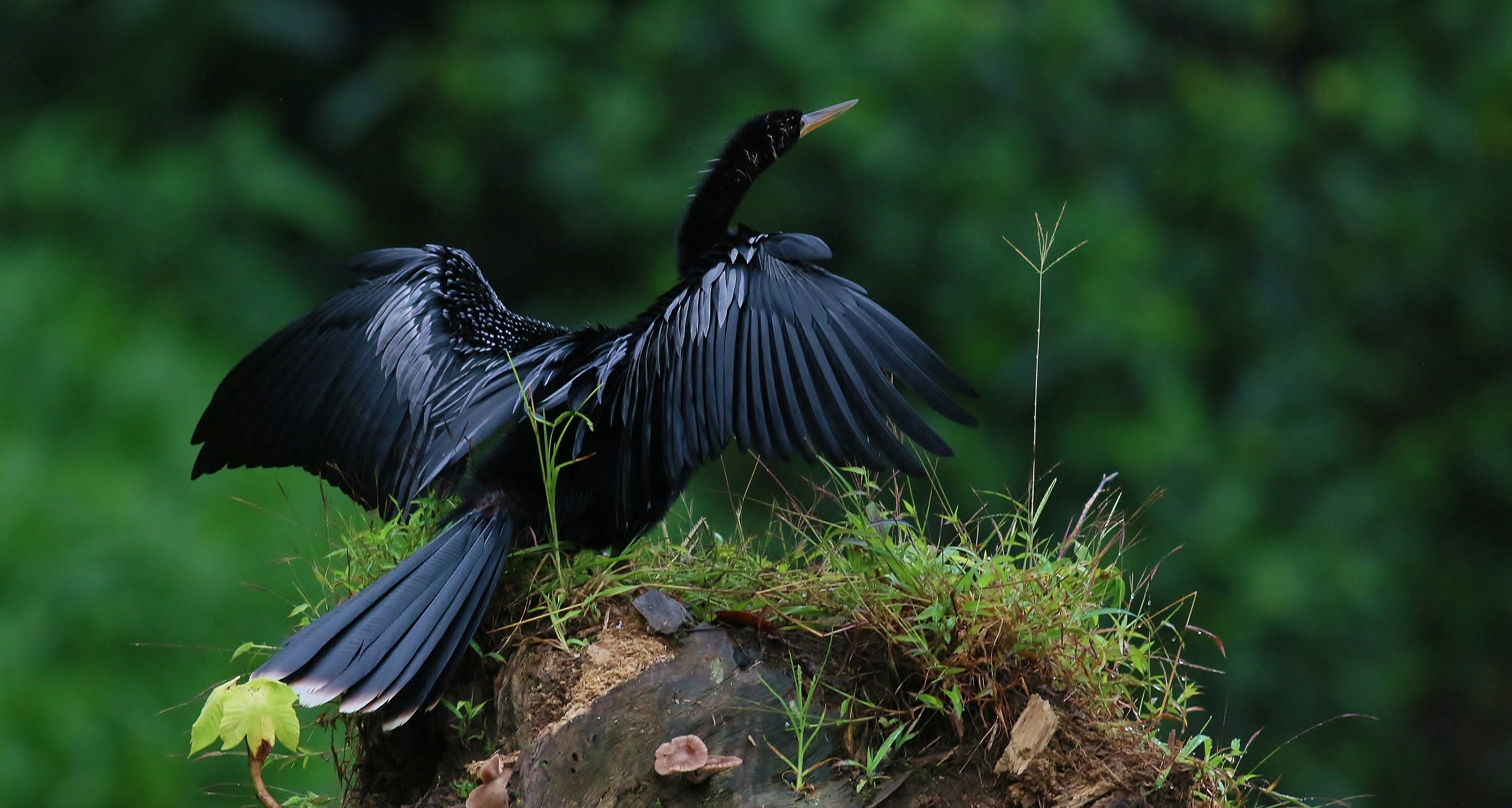 Anhinga