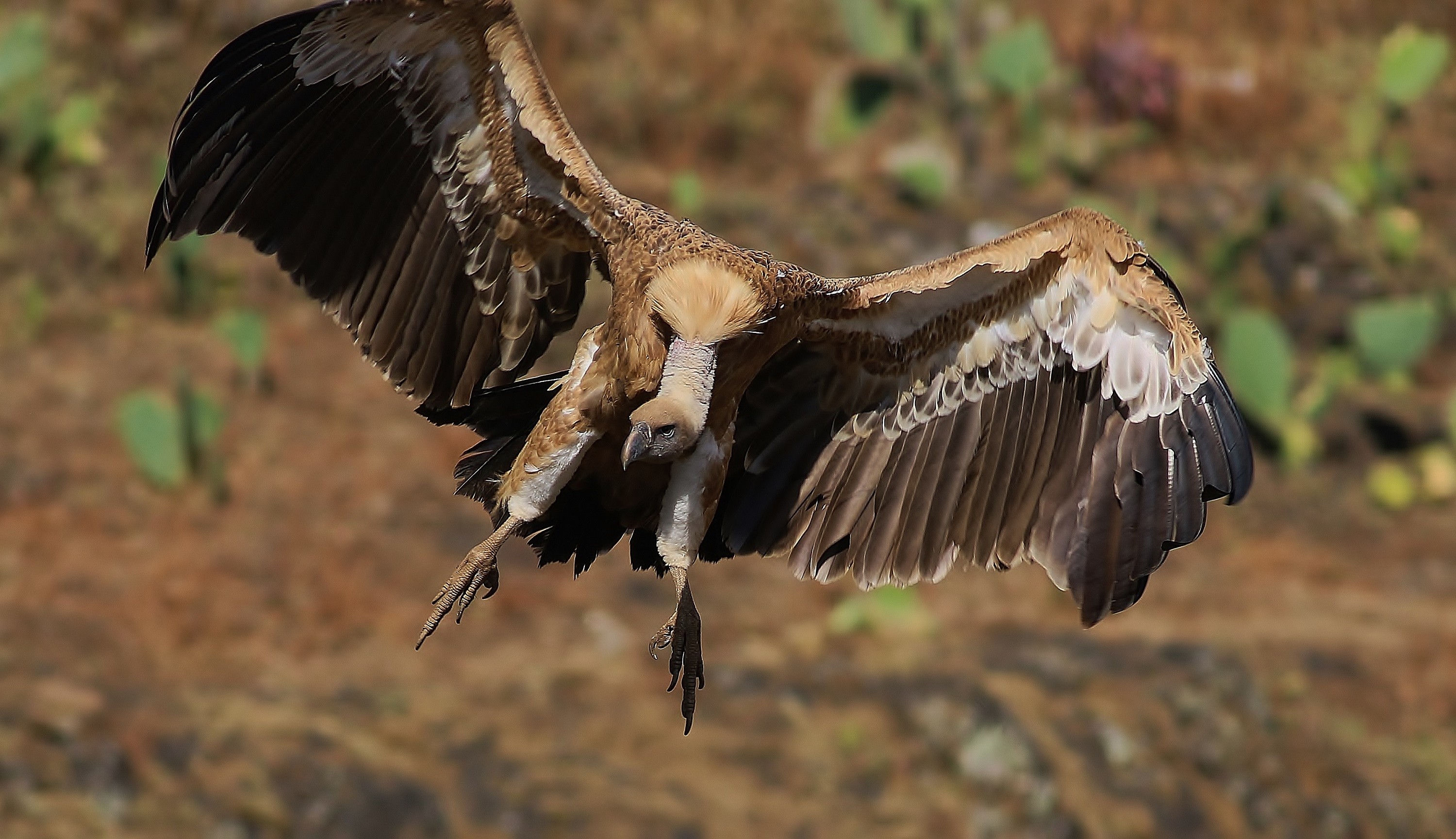 White-backed Vulture