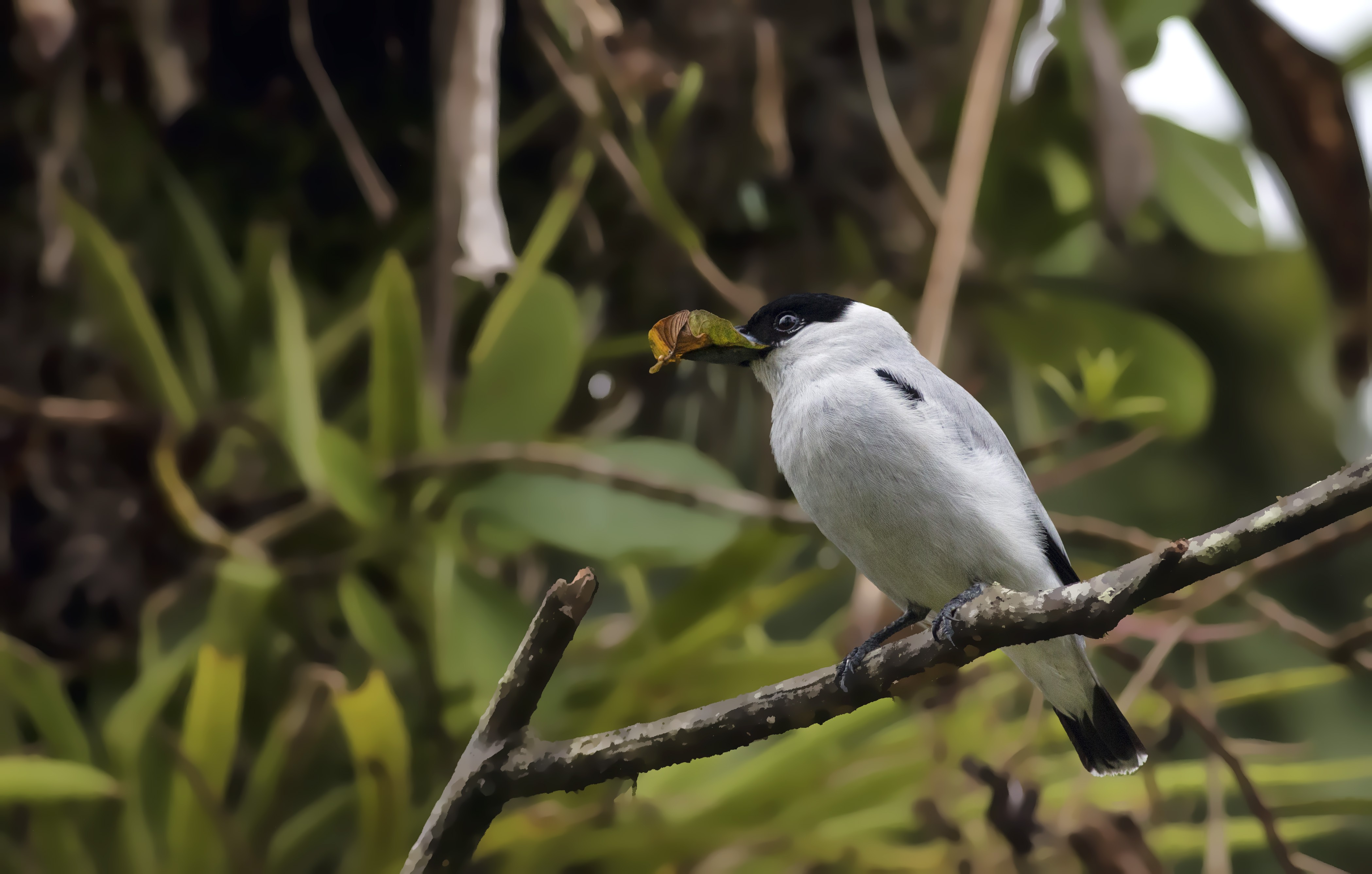 Black-crowned Tityra