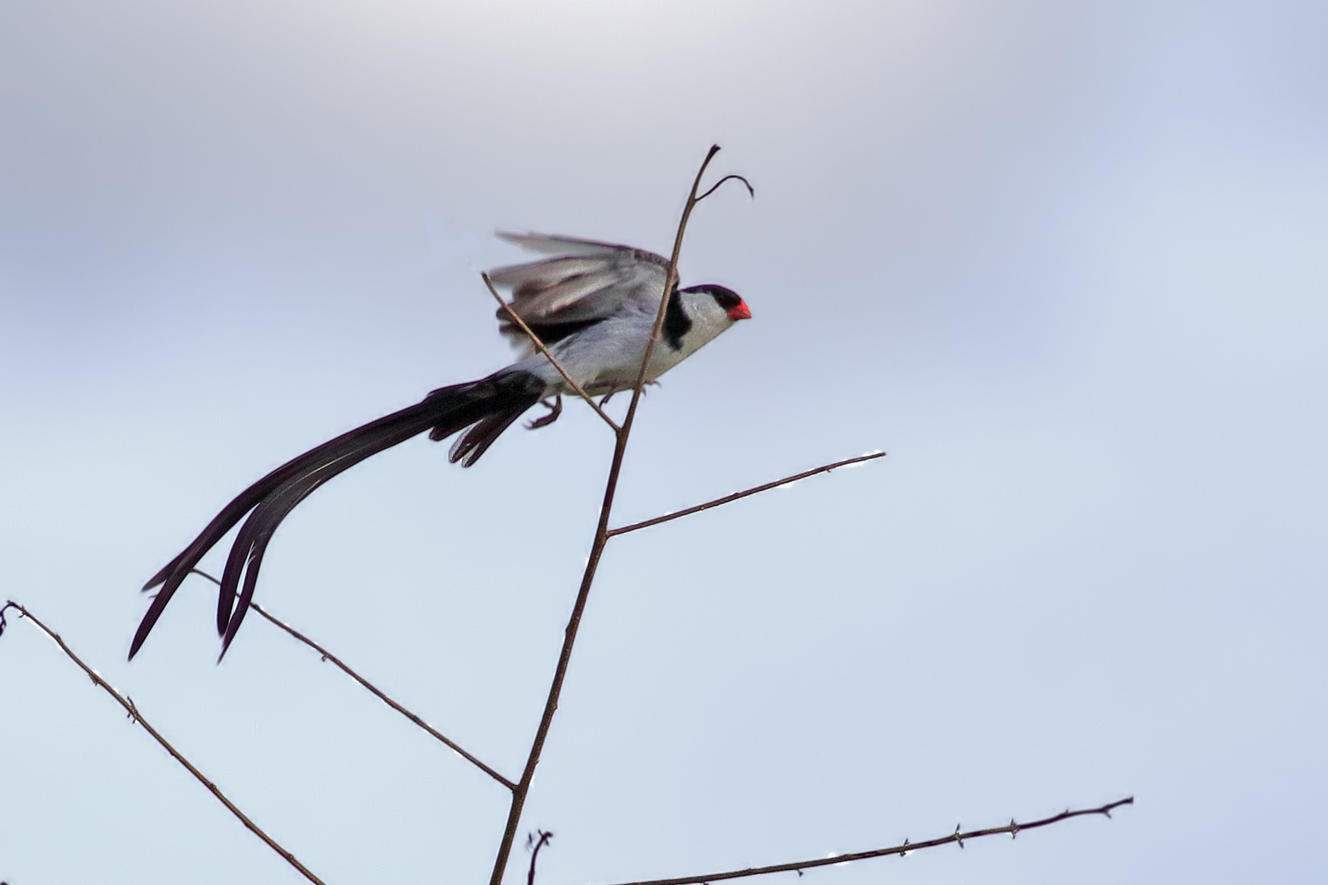 Pin-tailed Whydah