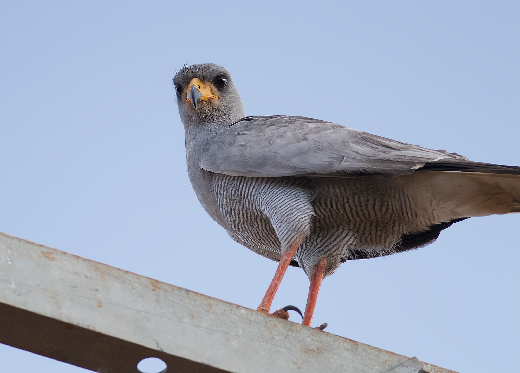 Eastern Chanting-goshawk