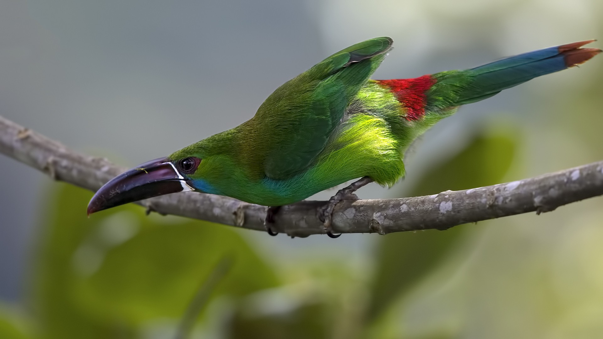 Crimson-rumped Toucanet