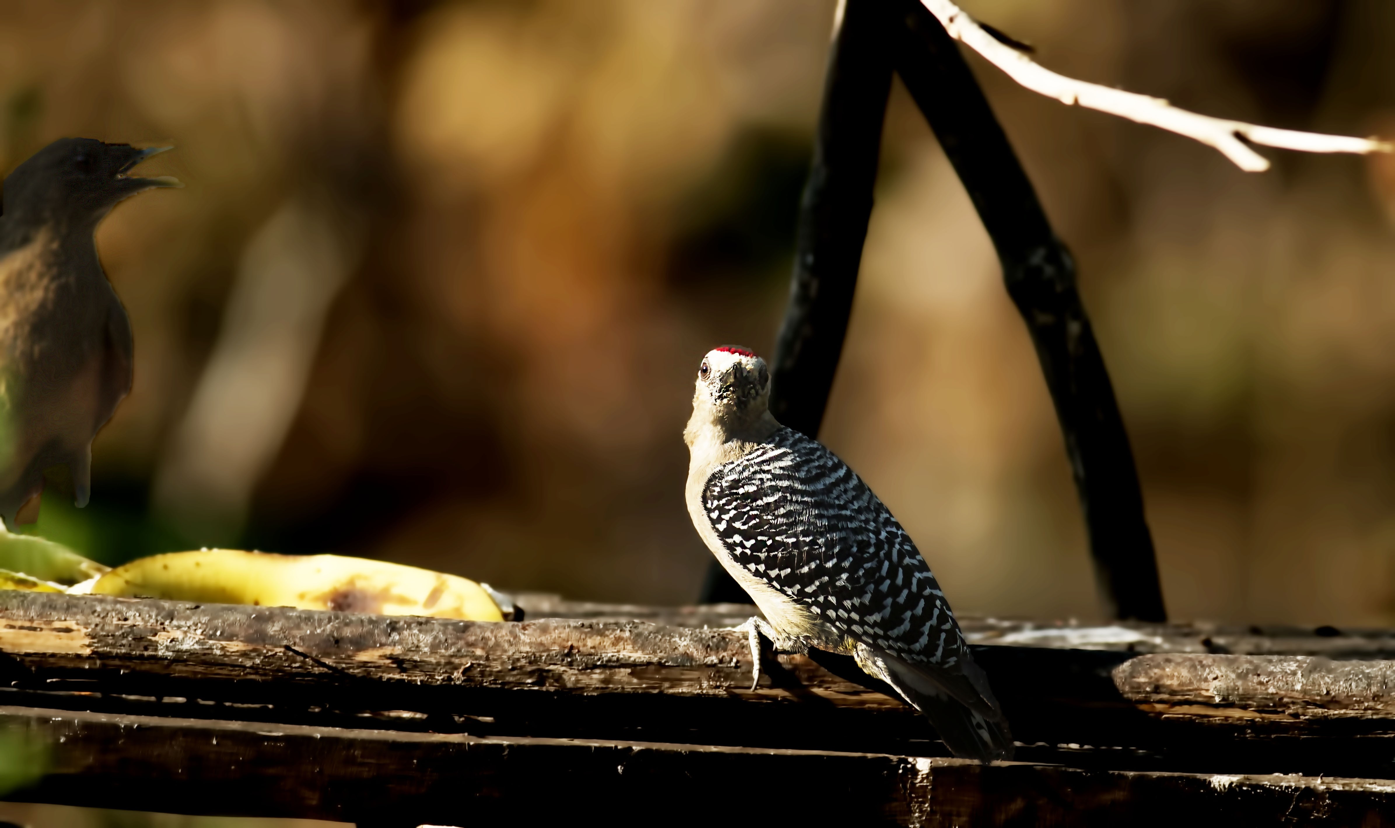 Hoffmann's Woodpecker