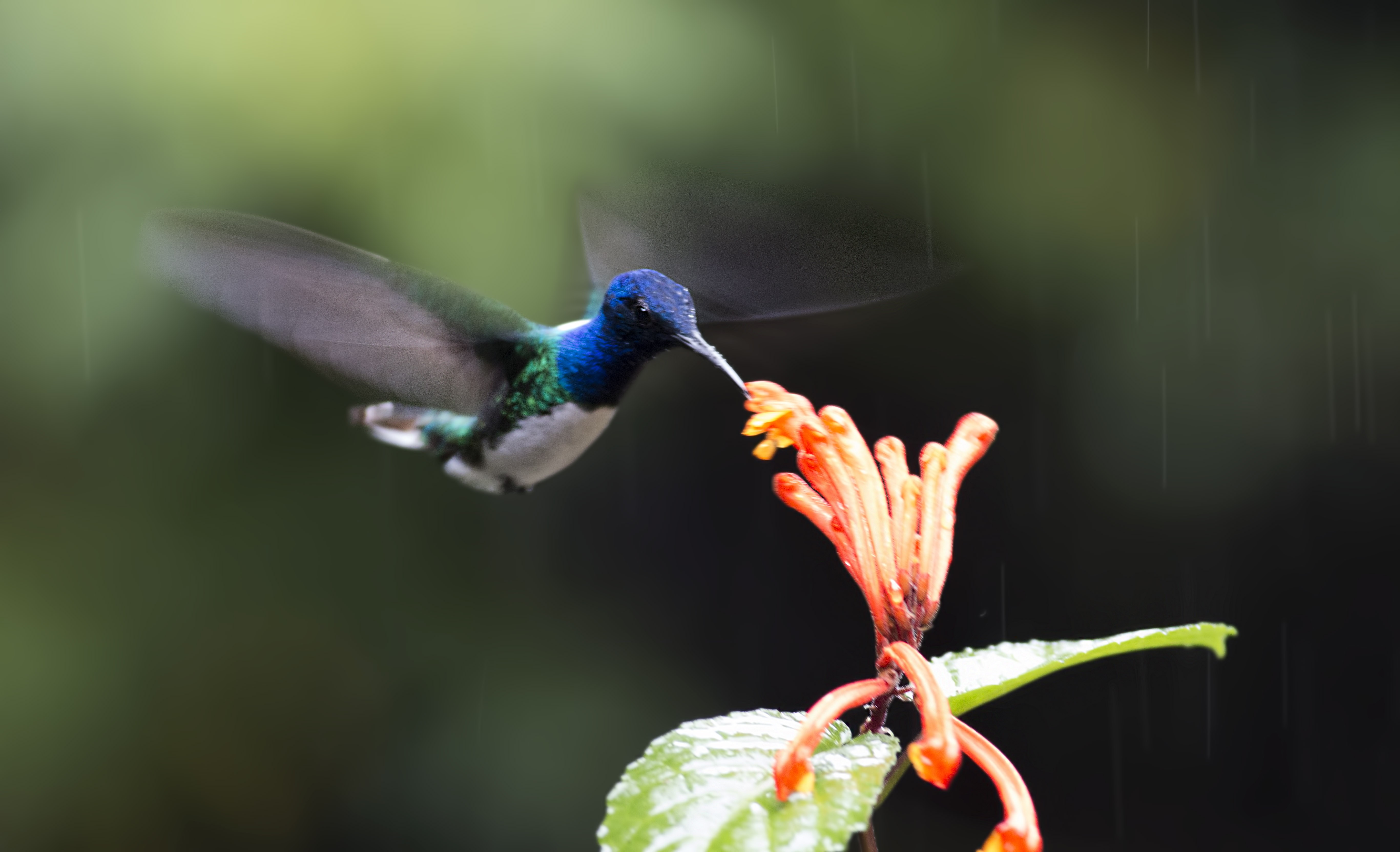 White-necked Jacobin
