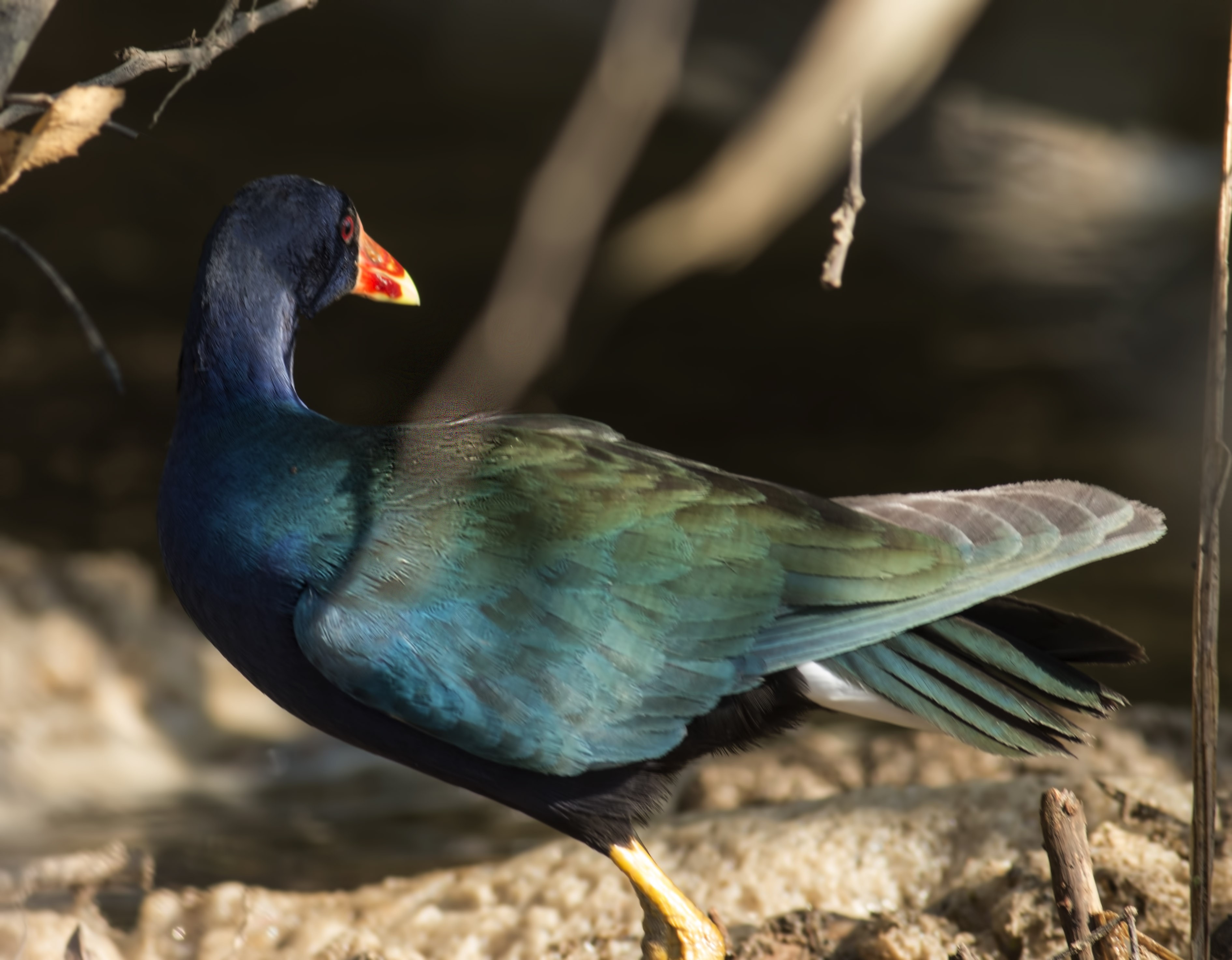 Purple Gallinule