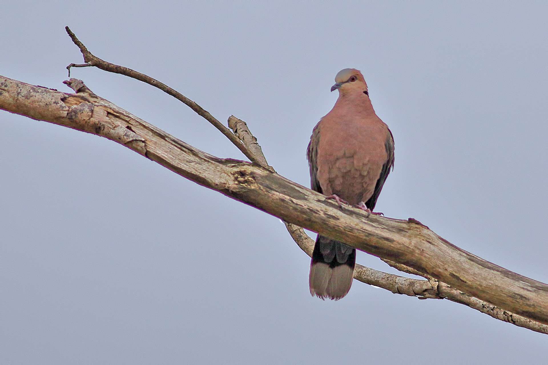 Red-eyed Dove