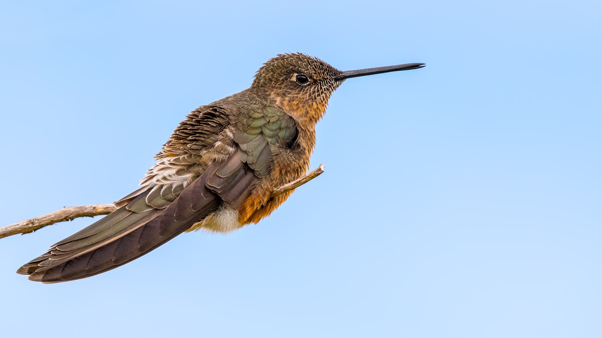 Giant Hummingbird