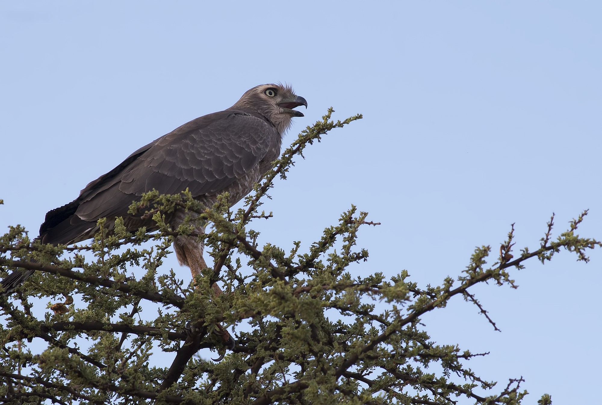 Dark Chanting-goshawk