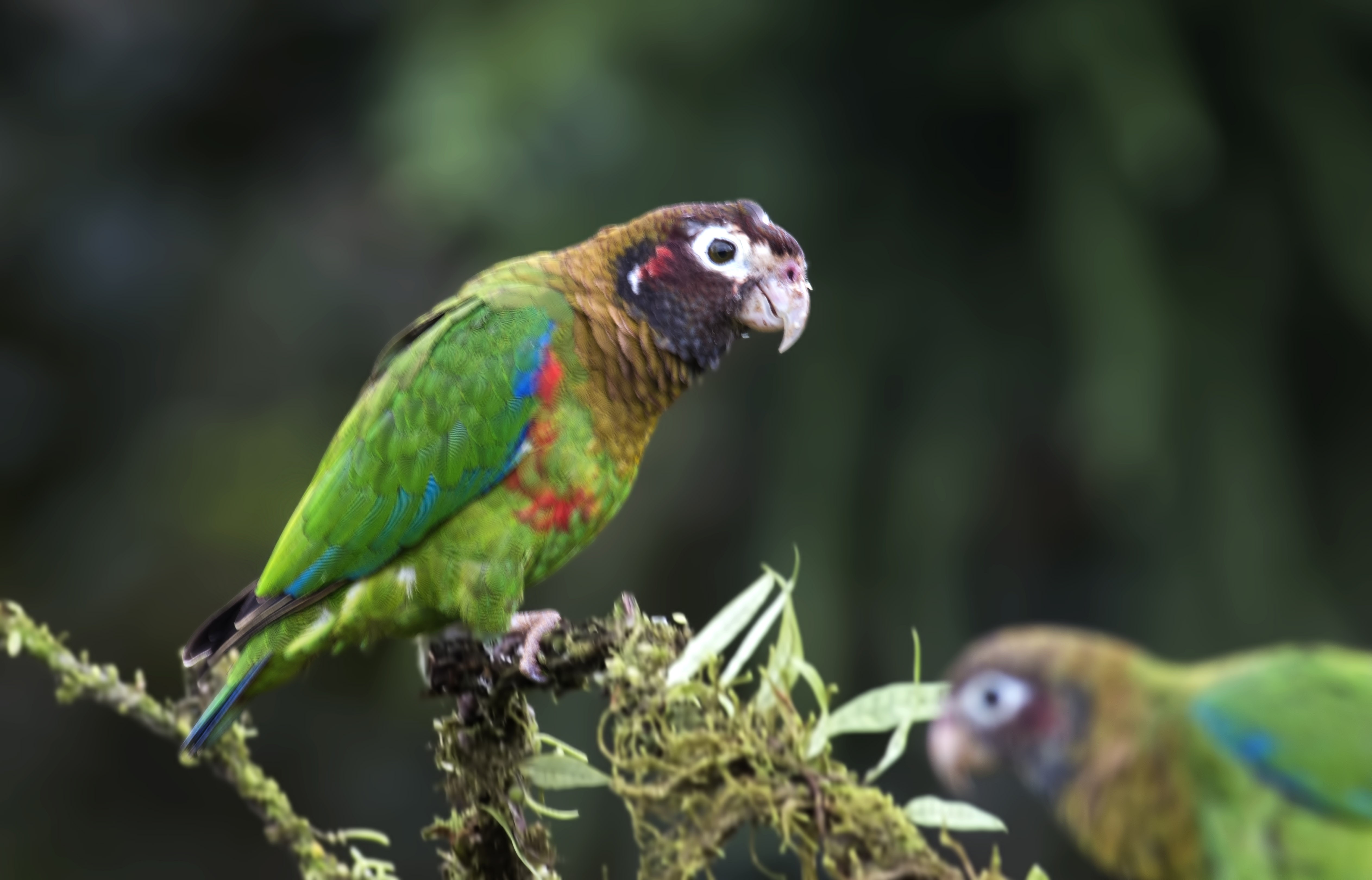 Brown-hooded Parrot
