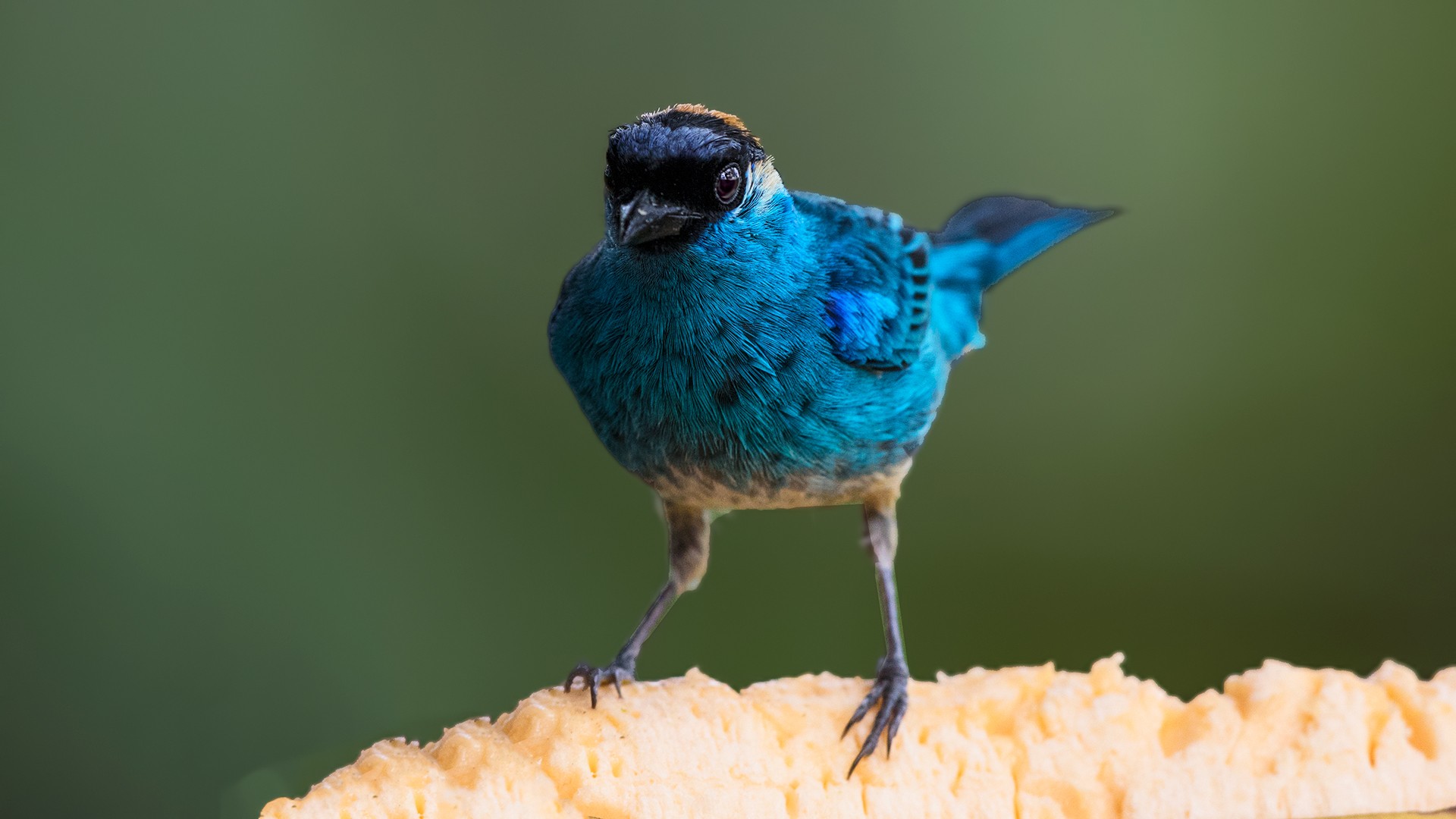 Golden-naped Tanager