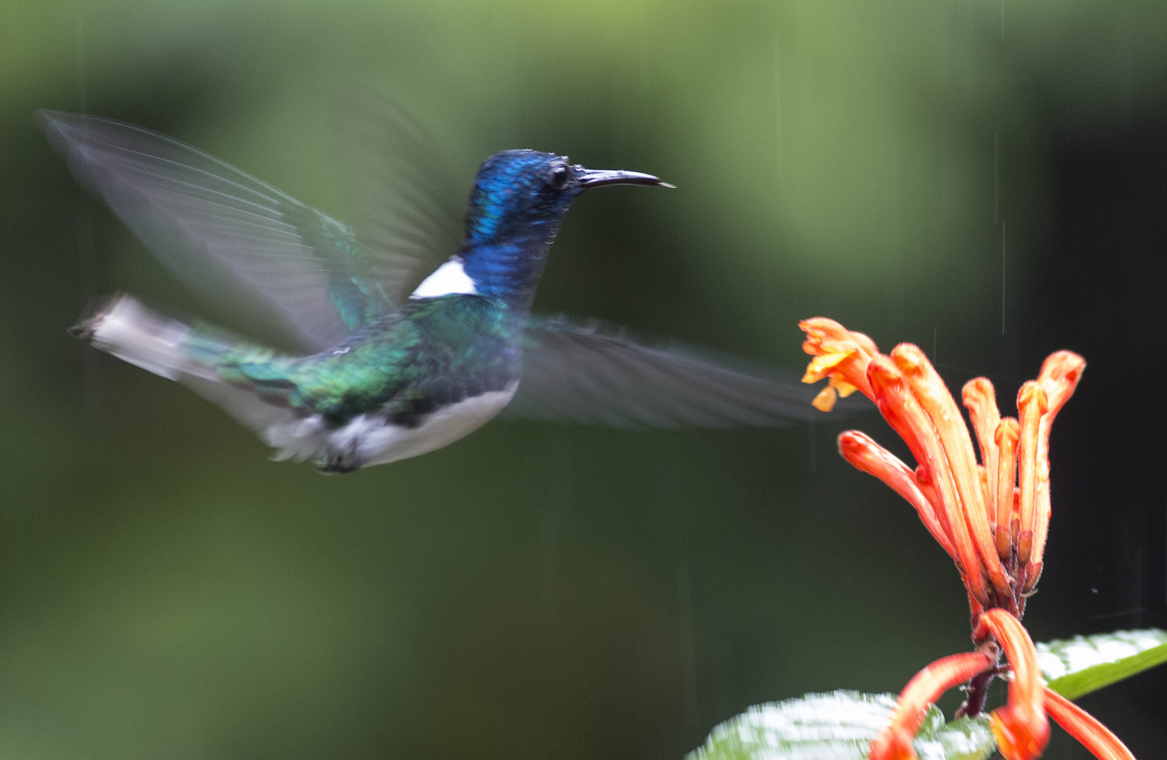 White-necked Jacobin