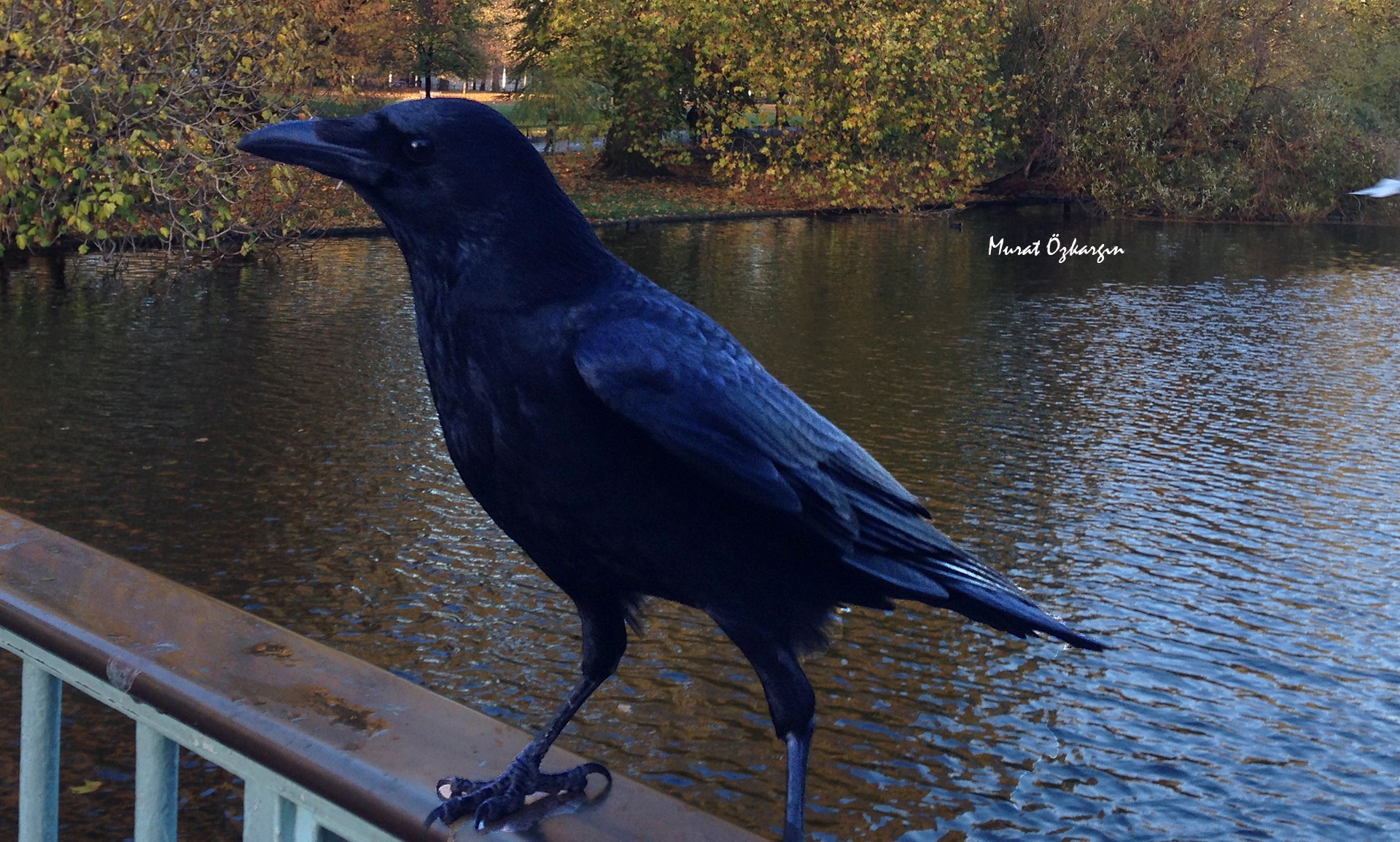 Carrion Crow