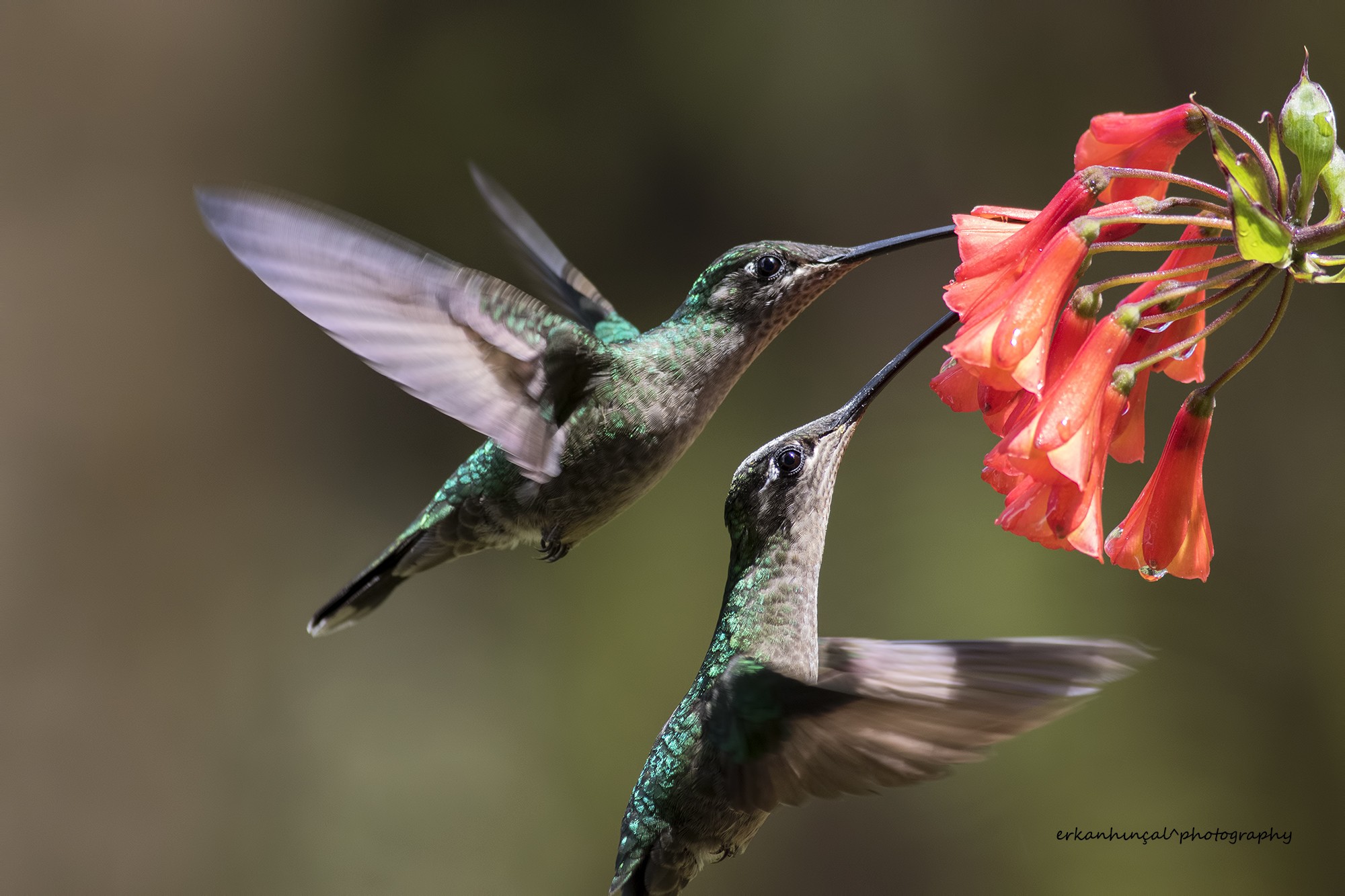 White-necked Jacobin