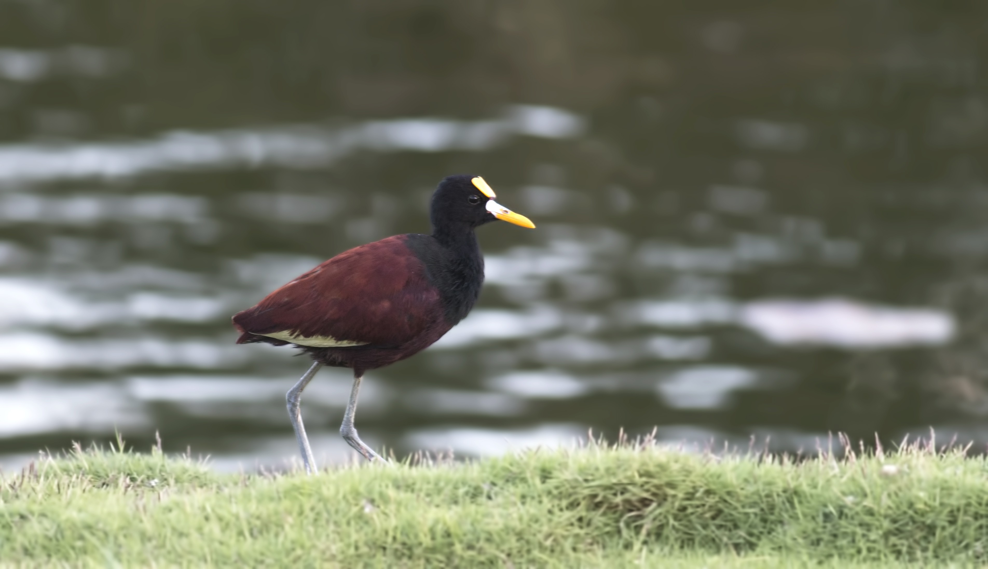 Northern Jacana
