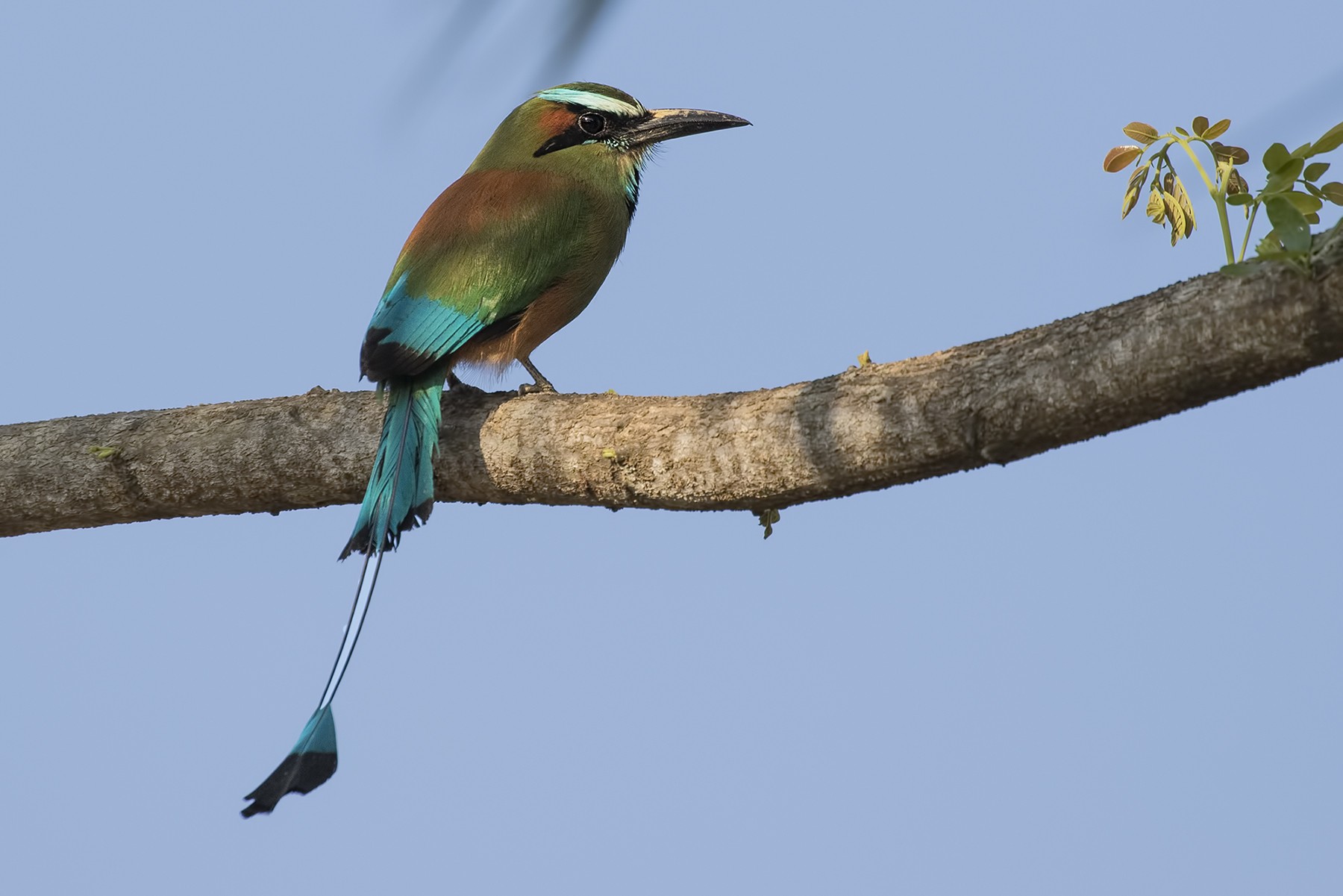 Turquoise-browed Motmot