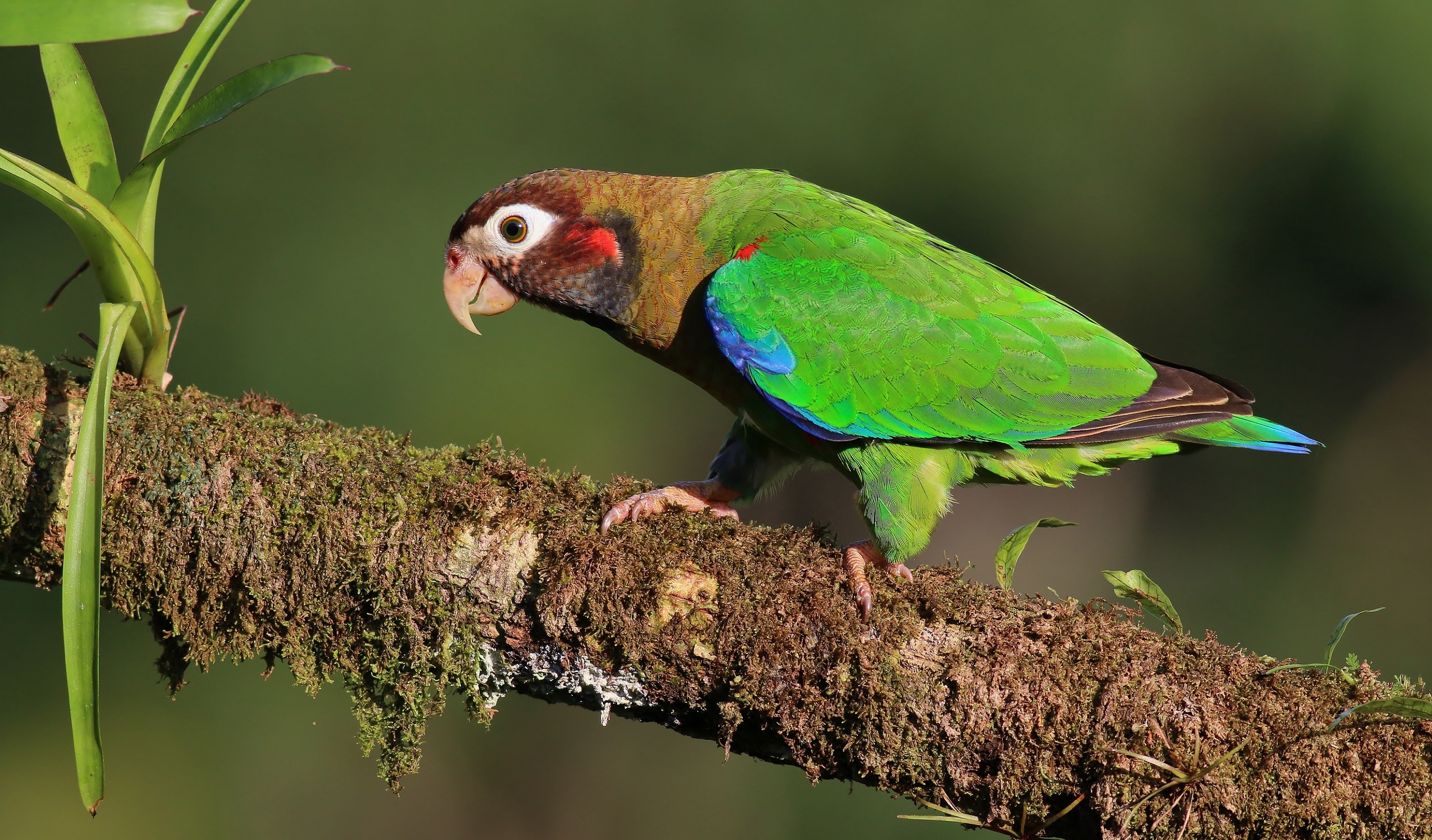 Brown-hooded Parrot