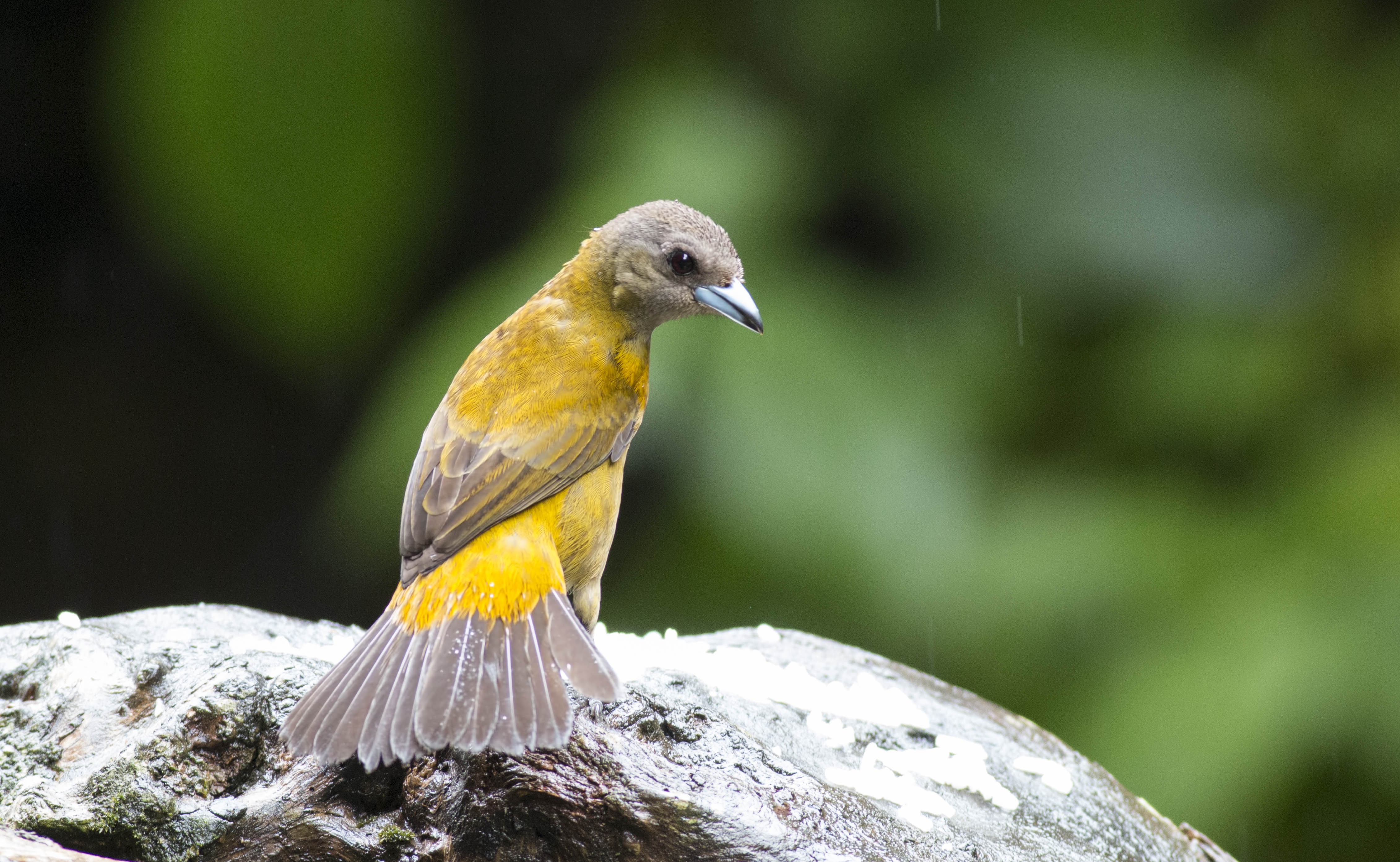 Scarlet-rumped Tanager