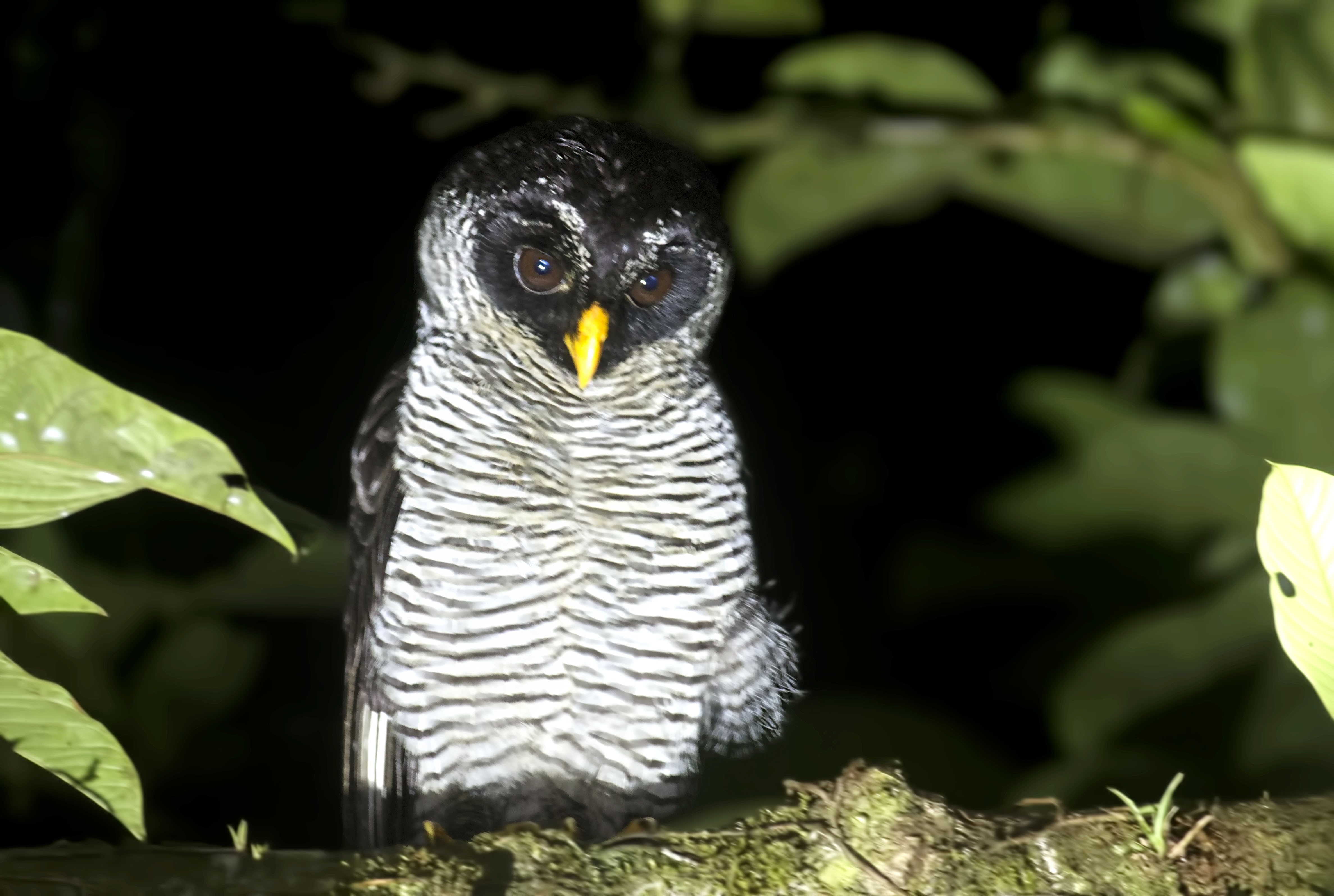 Black-and-white Owl