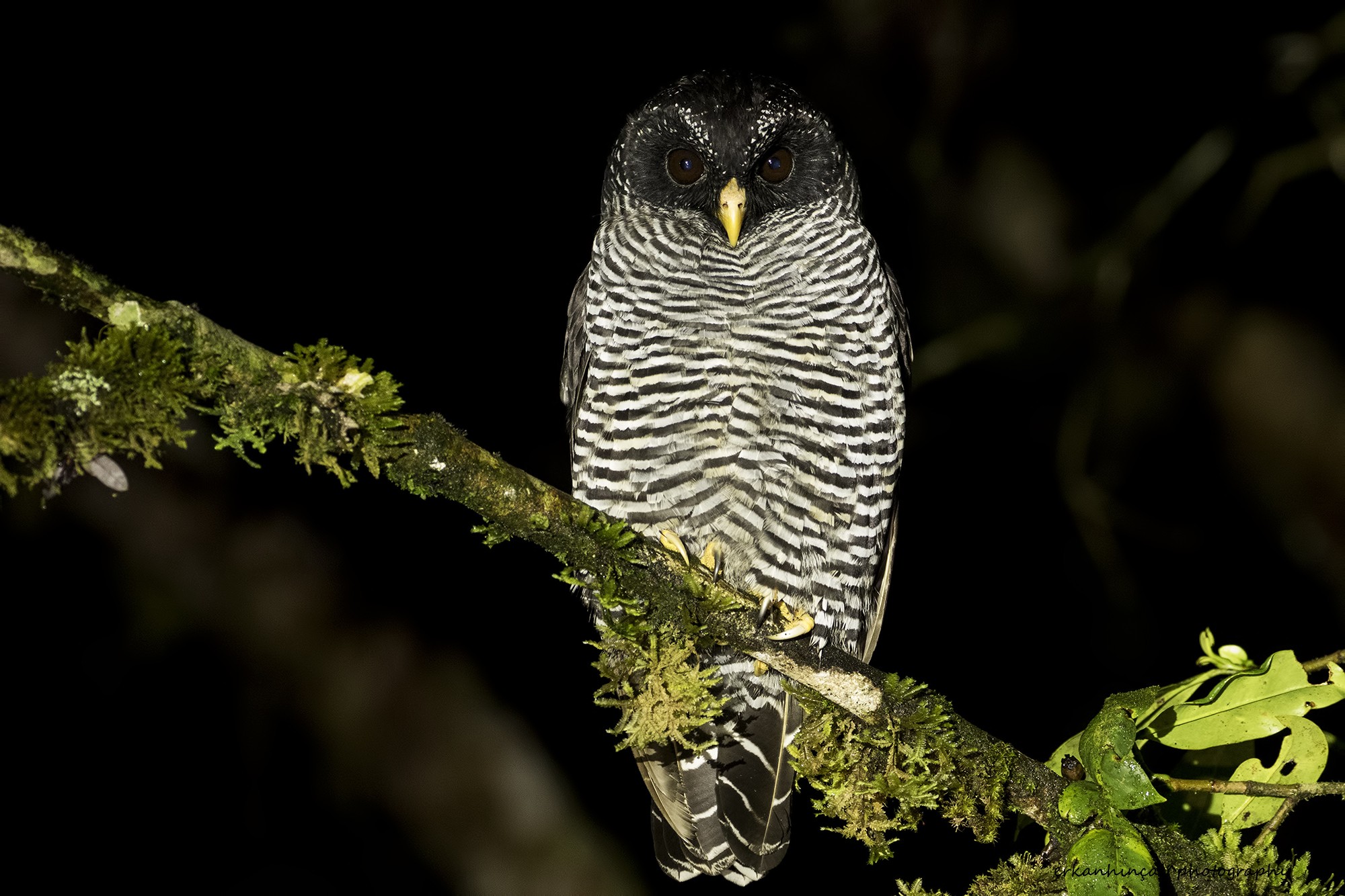 Black-and-white Owl