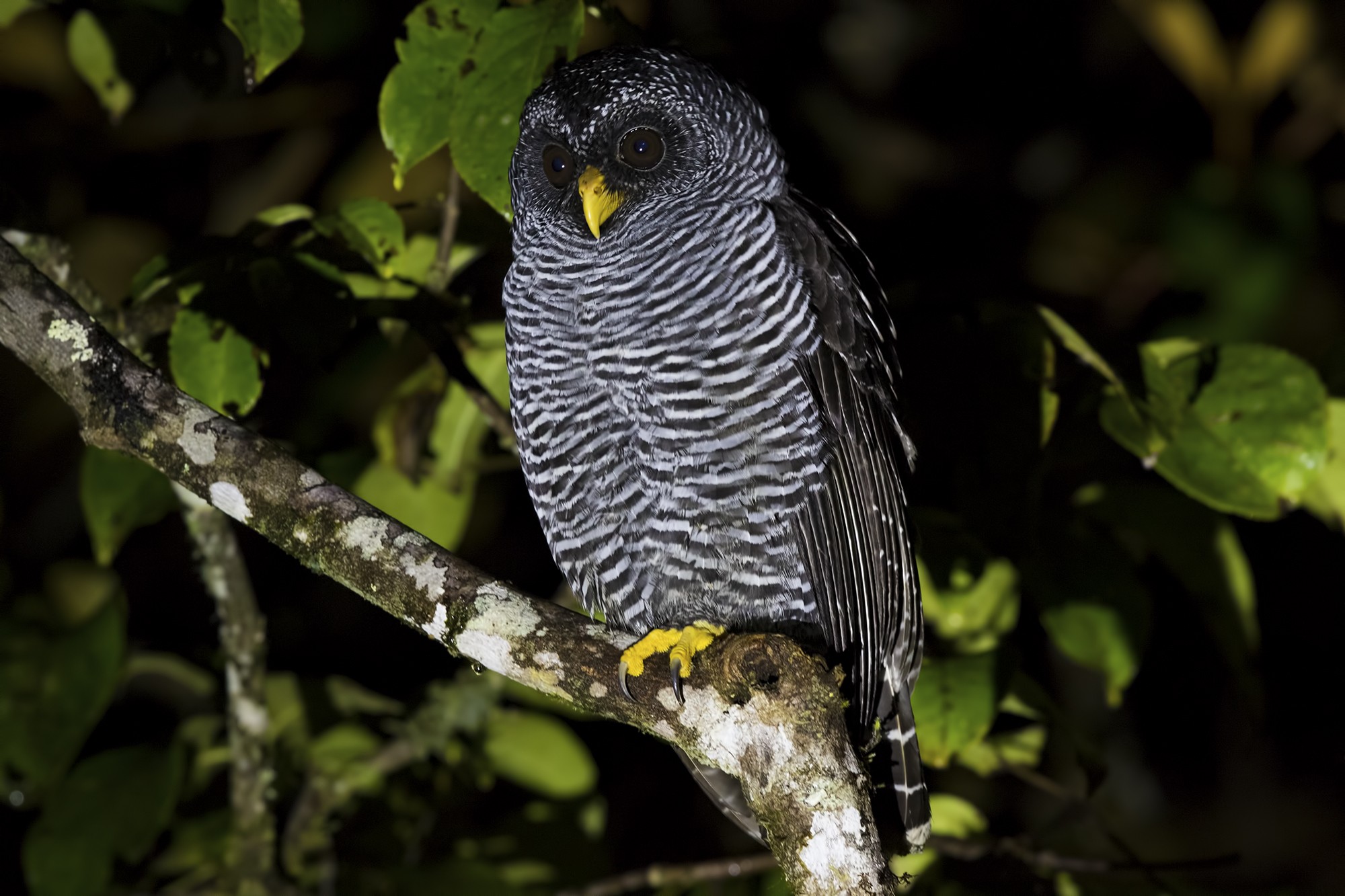 San Isidro Owl